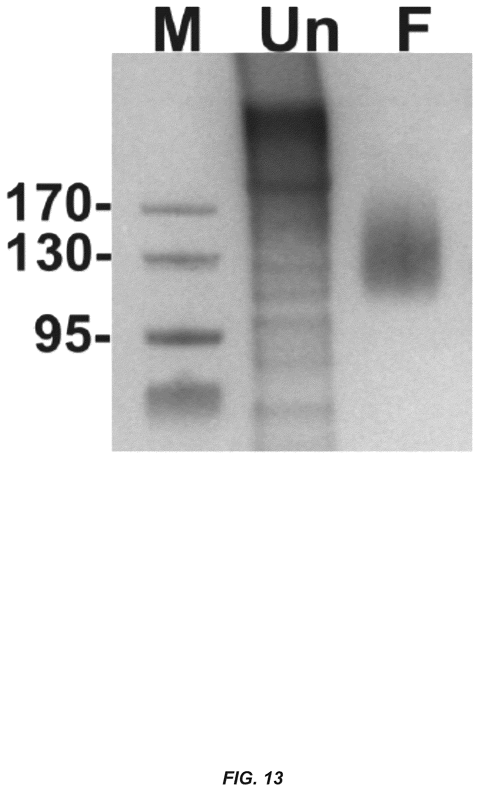 Patent US12312385 Figure 16 – MSP nanopores and uses thereof