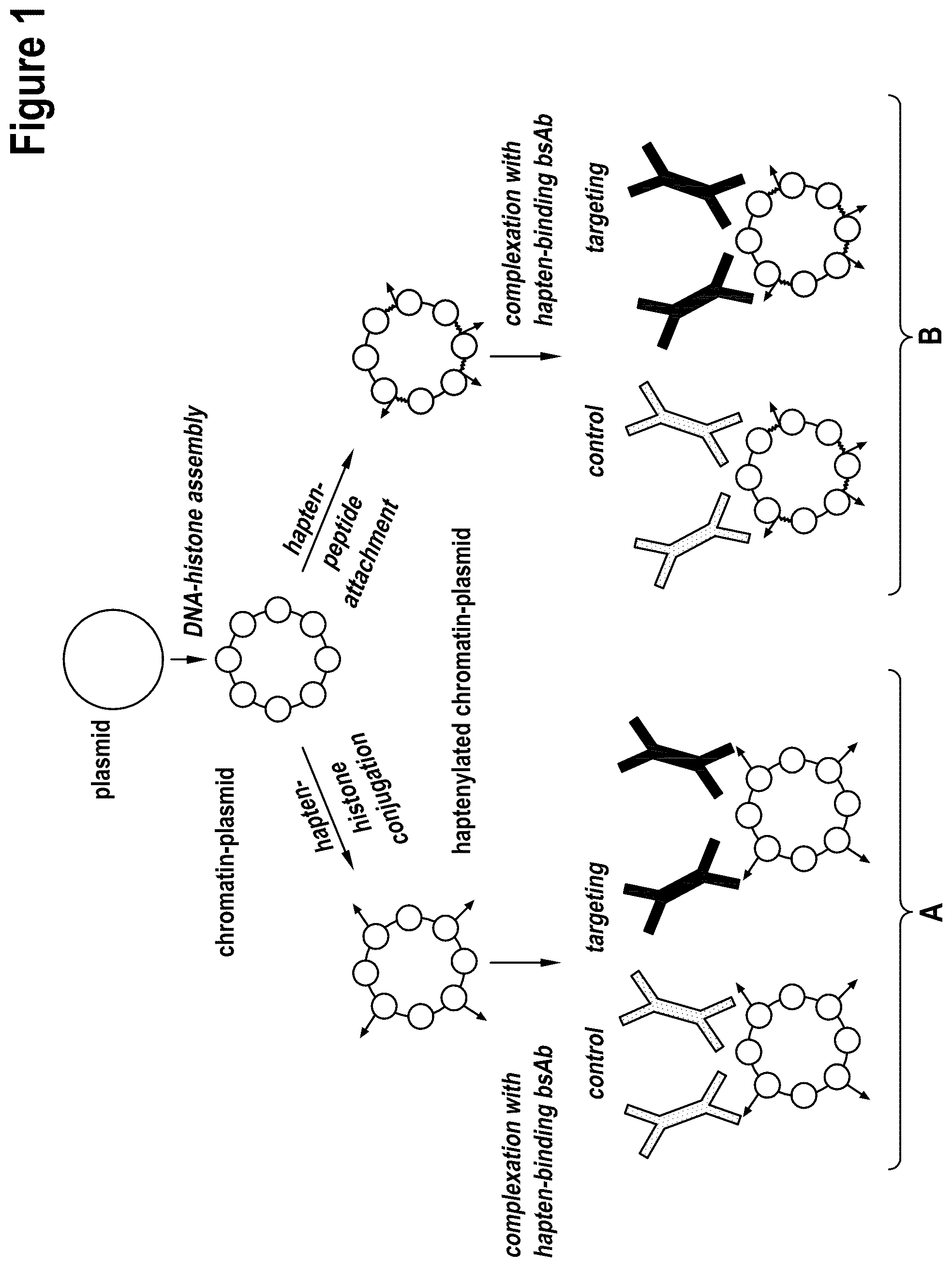 Patent US12312386 Figure 1 – Targeted intracellular delivery of large nucleic acids