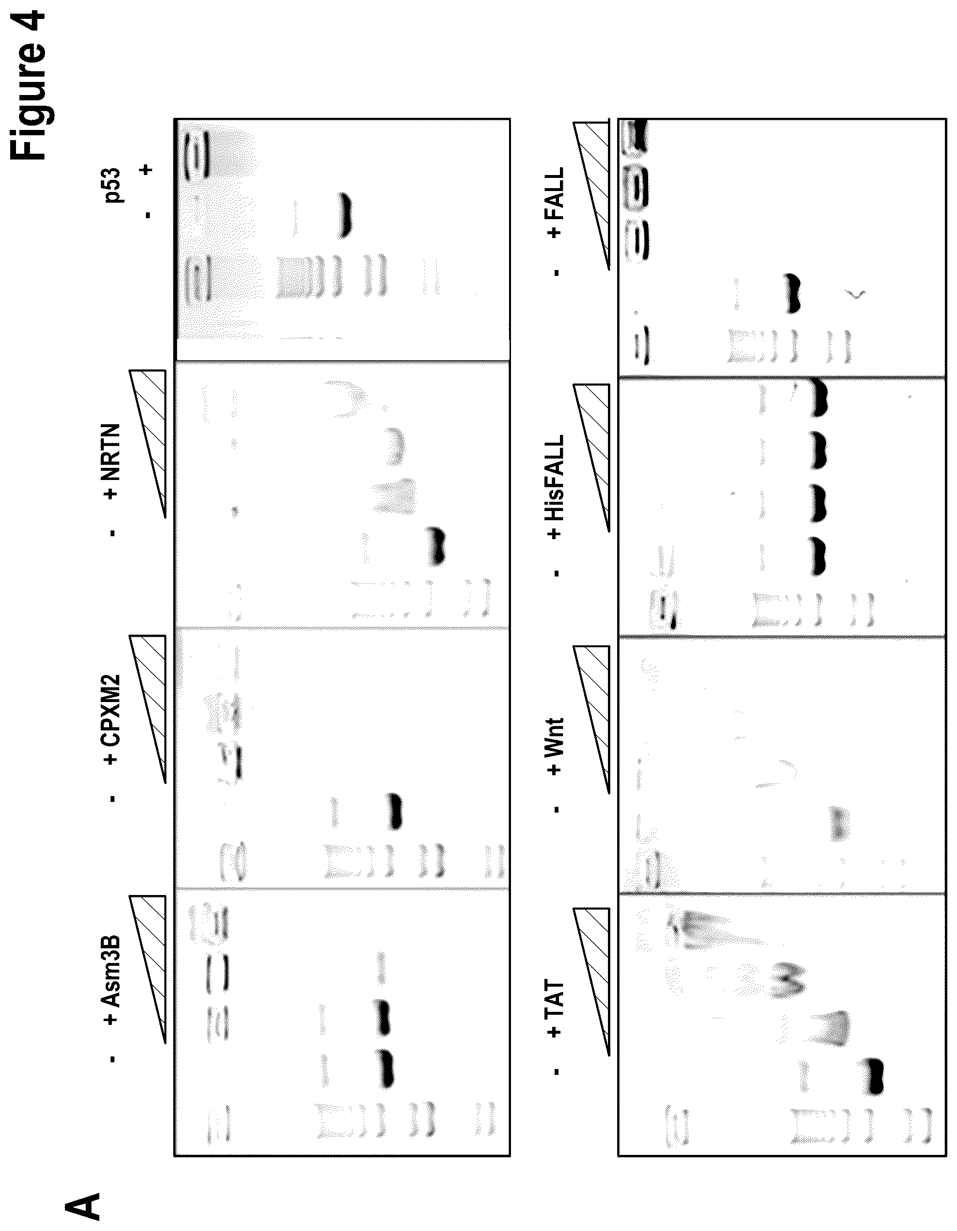 Patent US12312386 Figure 5 – Targeted intracellular delivery of large nucleic acids