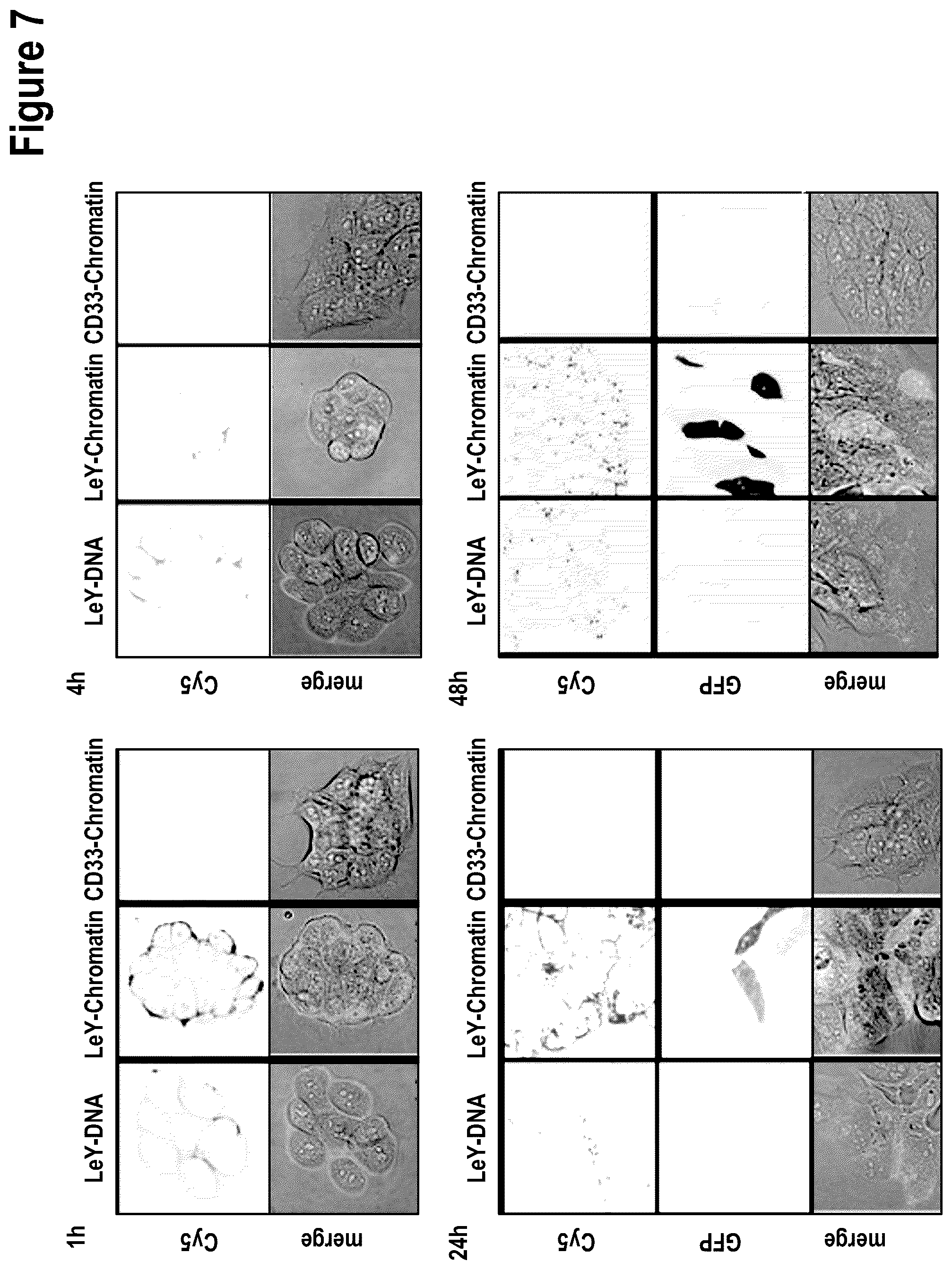 Patent US12312386 Figure 10 – Targeted intracellular delivery of large nucleic acids