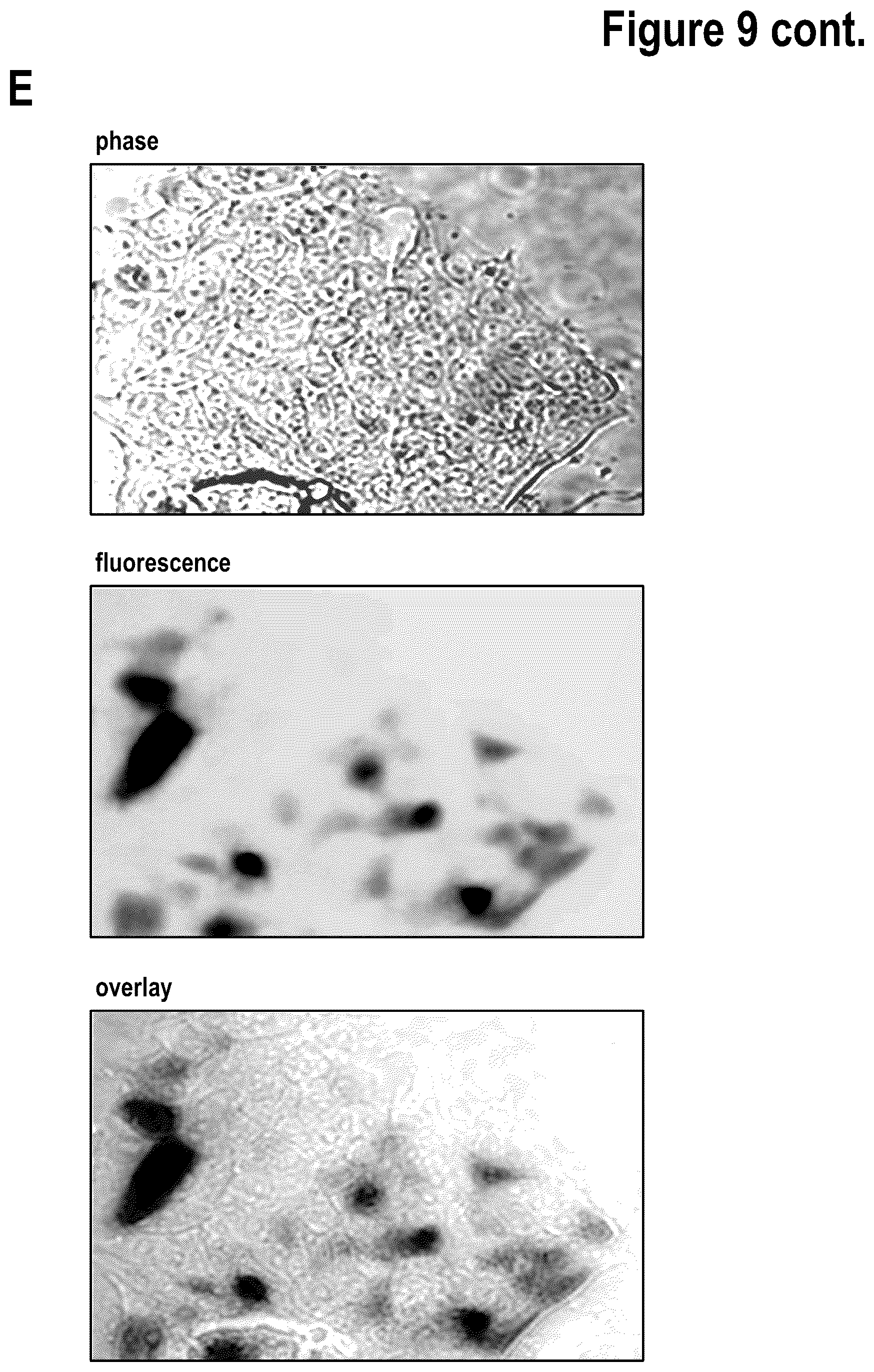 Patent US12312386 Figure 14 – Targeted intracellular delivery of large nucleic acids