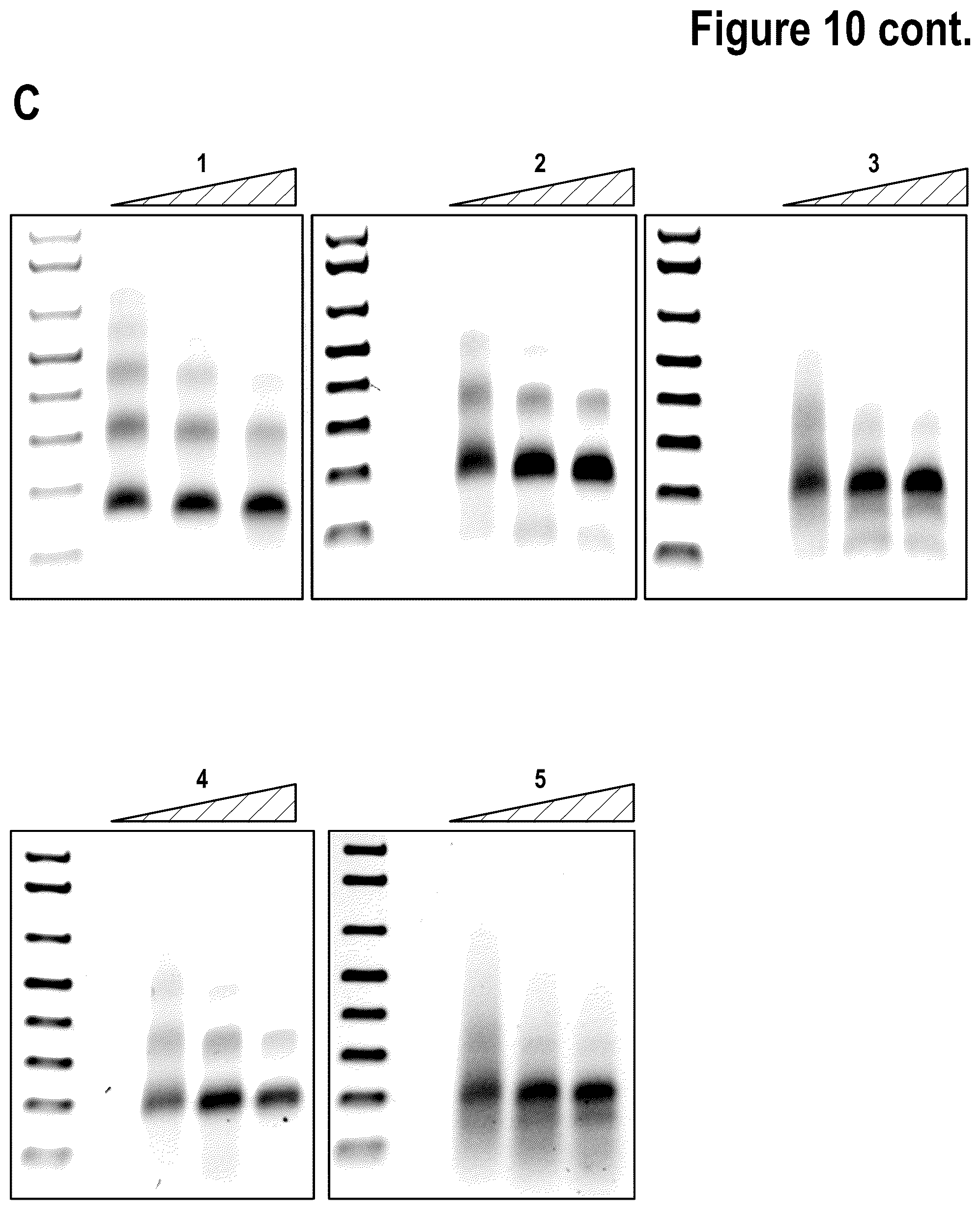 Patent US12312386 Figure 17 – Targeted intracellular delivery of large nucleic acids