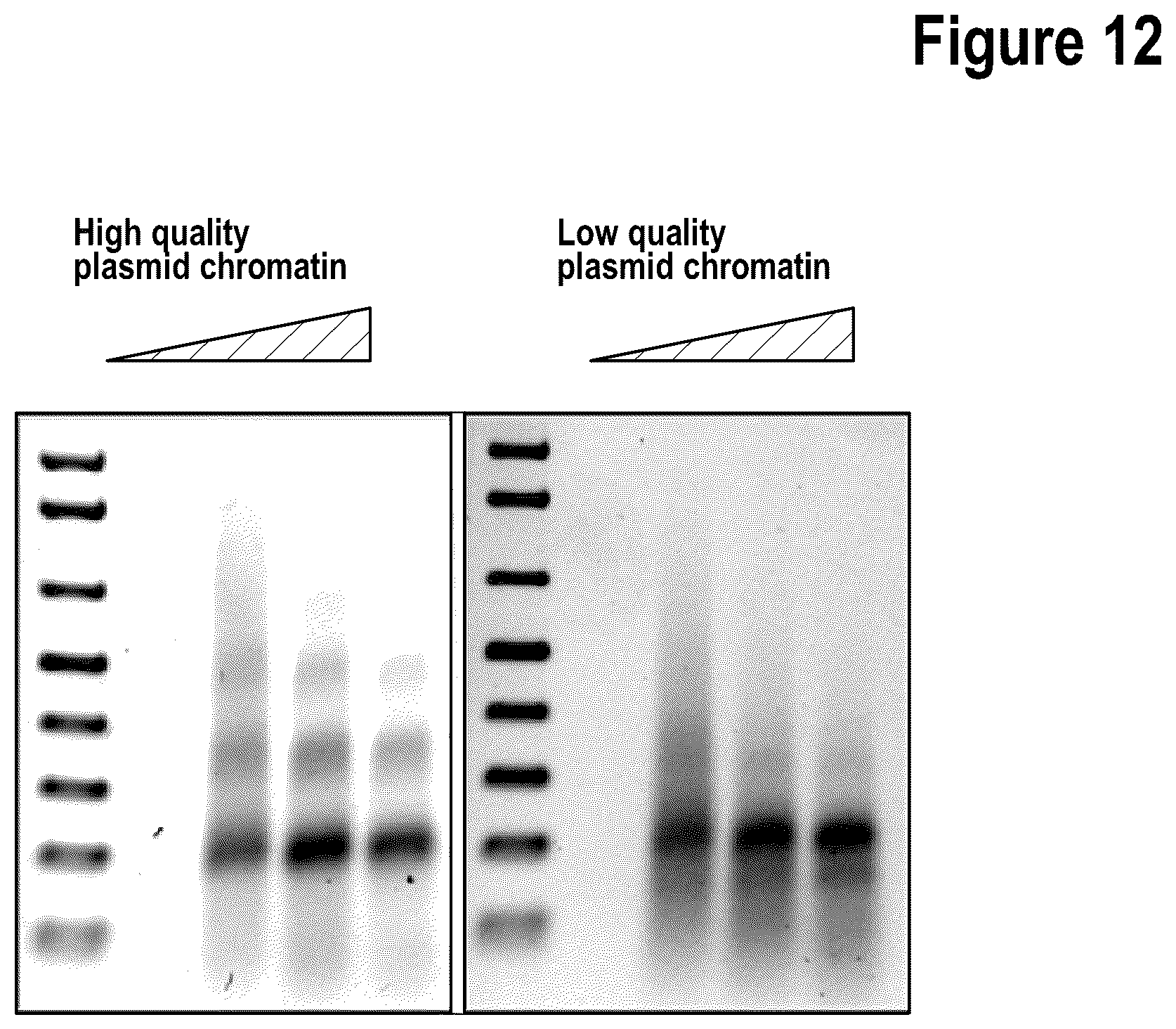 Patent US12312386 Figure 19 – Targeted intracellular delivery of large nucleic acids