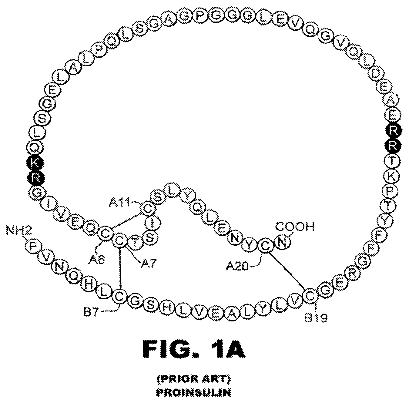 Patent US12312390 Figure 1 – Rapid-acting insulin analogues of enhanced stability