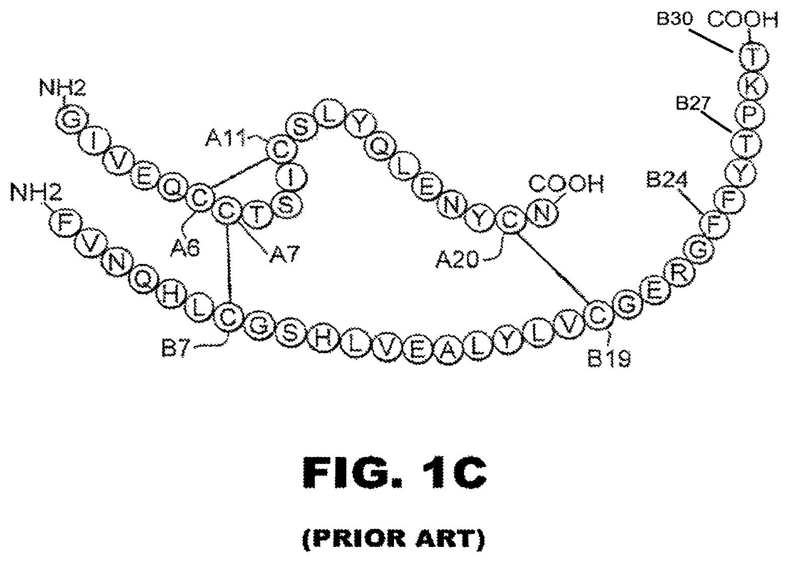 Patent US12312390 Figure 3 – Rapid-acting insulin analogues of enhanced stability