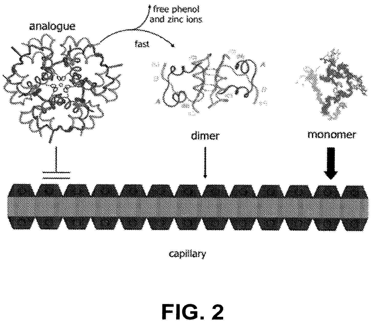 Patent US12312390 Figure 4 – Rapid-acting insulin analogues of enhanced stability