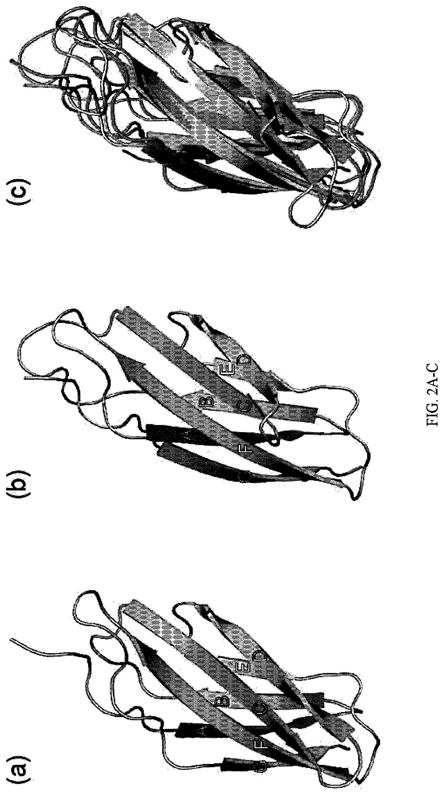 Patent US12312392 Figure 2 – Methods and composition involving thermophilic fibronectin type III (FN3) monobodies