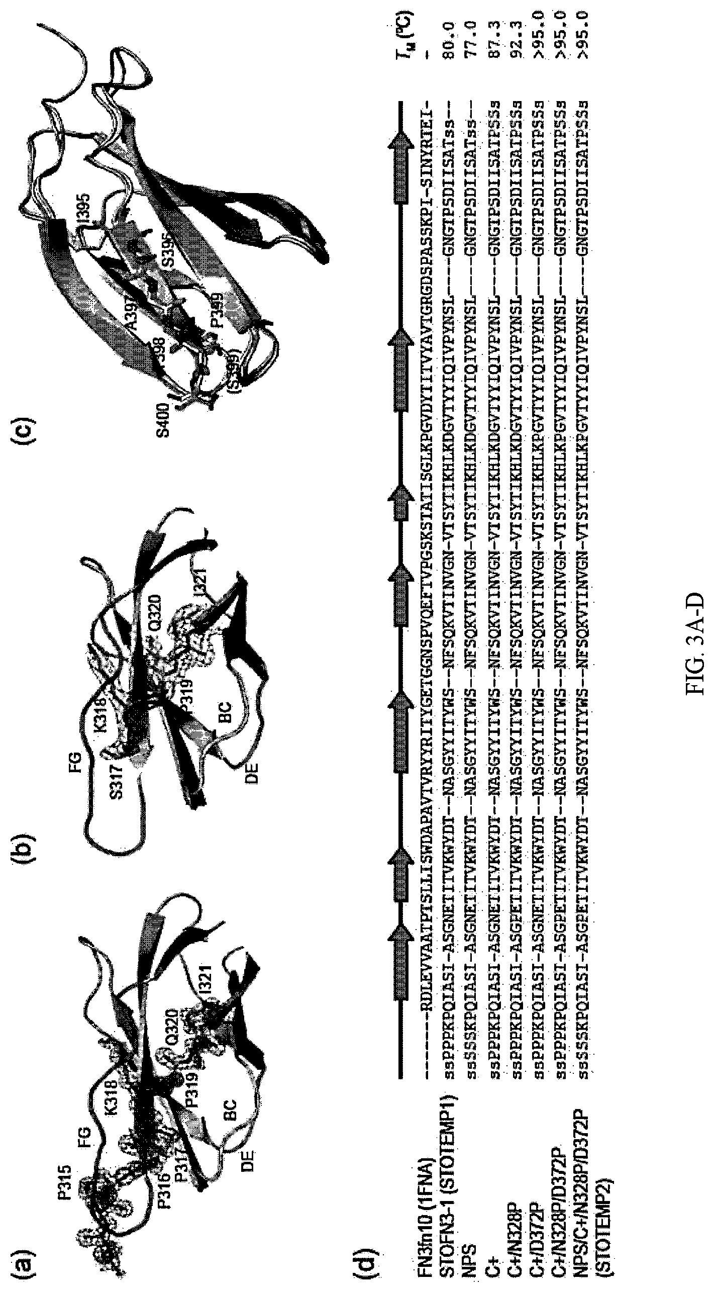 Patent US12312392 Figure 3 – Methods and composition involving thermophilic fibronectin type III (FN3) monobodies