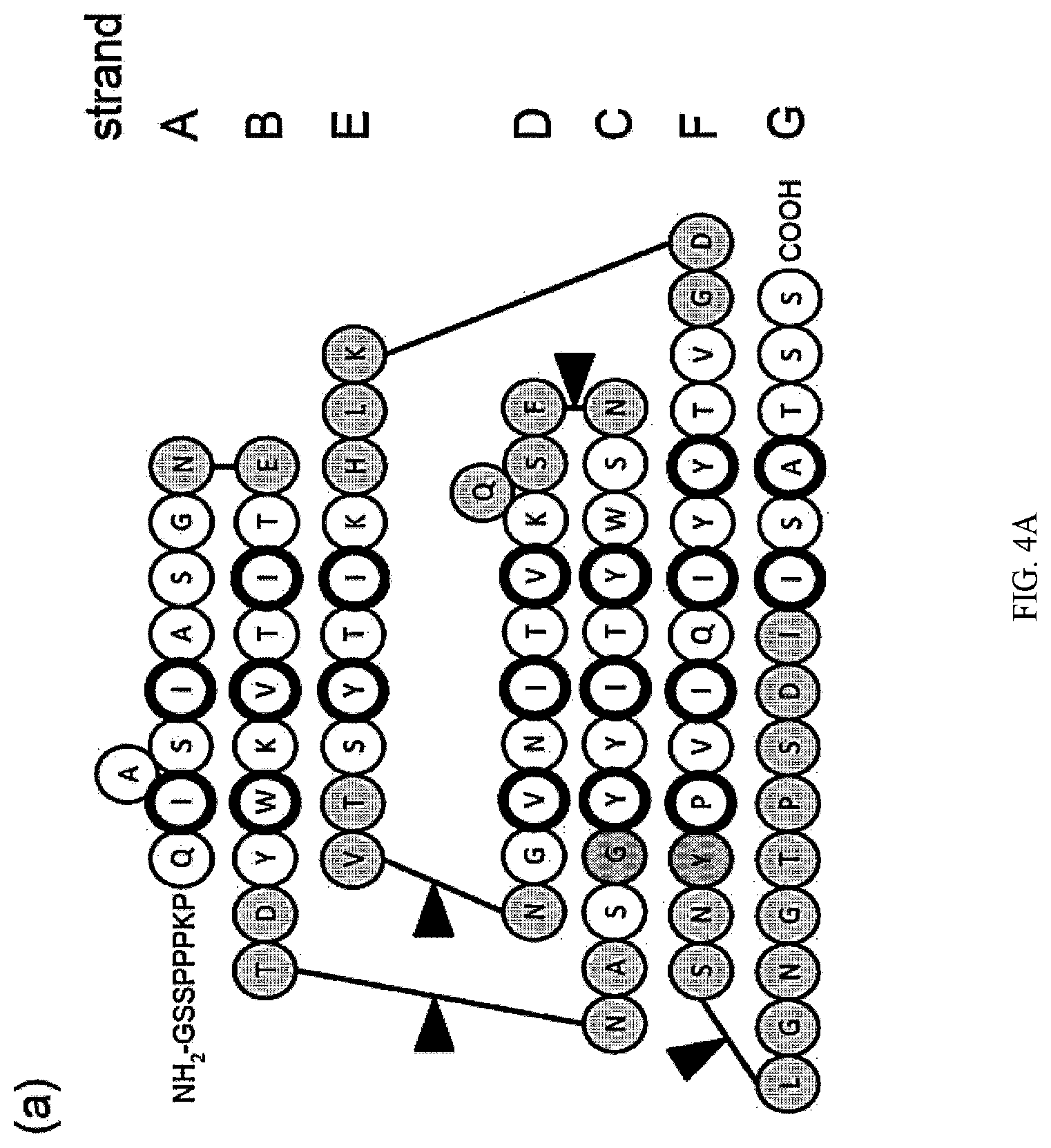 Patent US12312392 Figure 4 – Methods and composition involving thermophilic fibronectin type III (FN3) monobodies