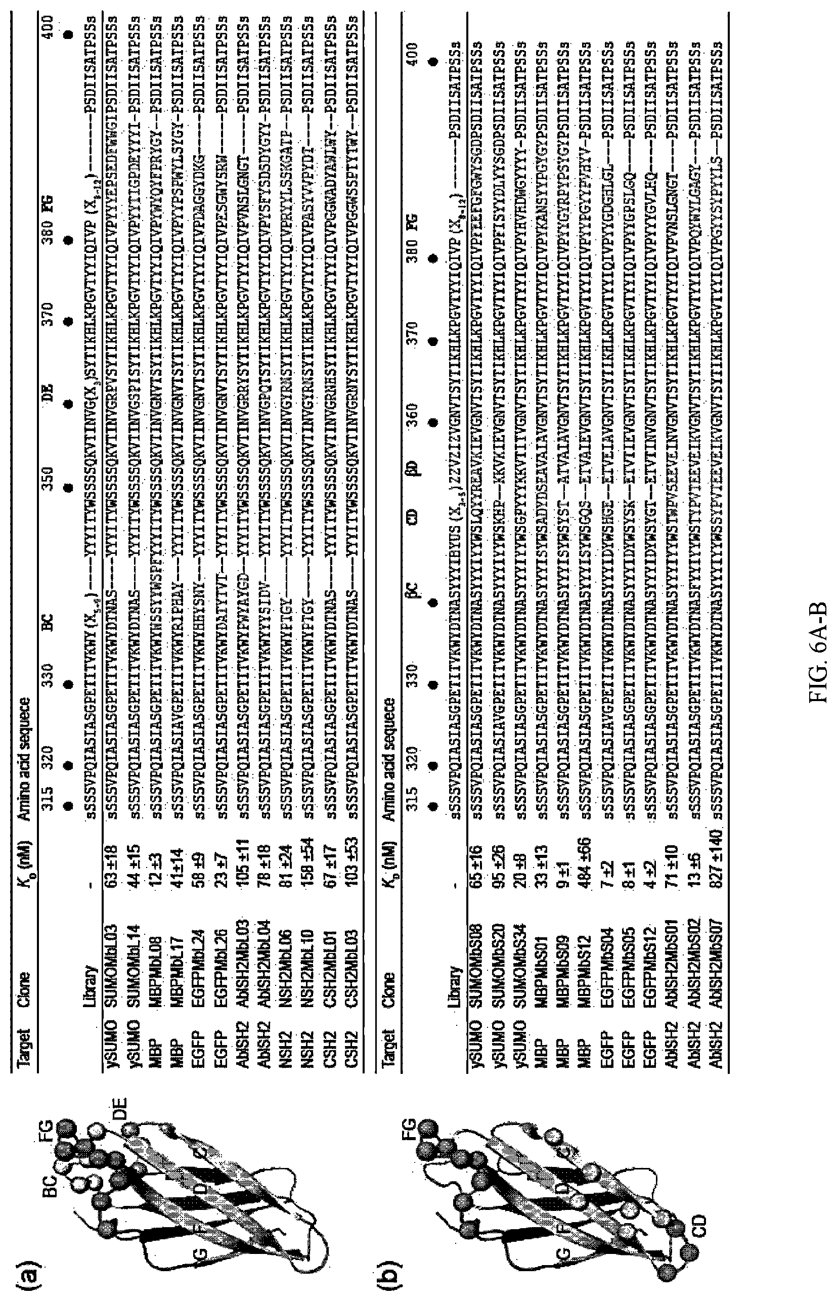 Patent US12312392 Figure 8 – Methods and composition involving thermophilic fibronectin type III (FN3) monobodies