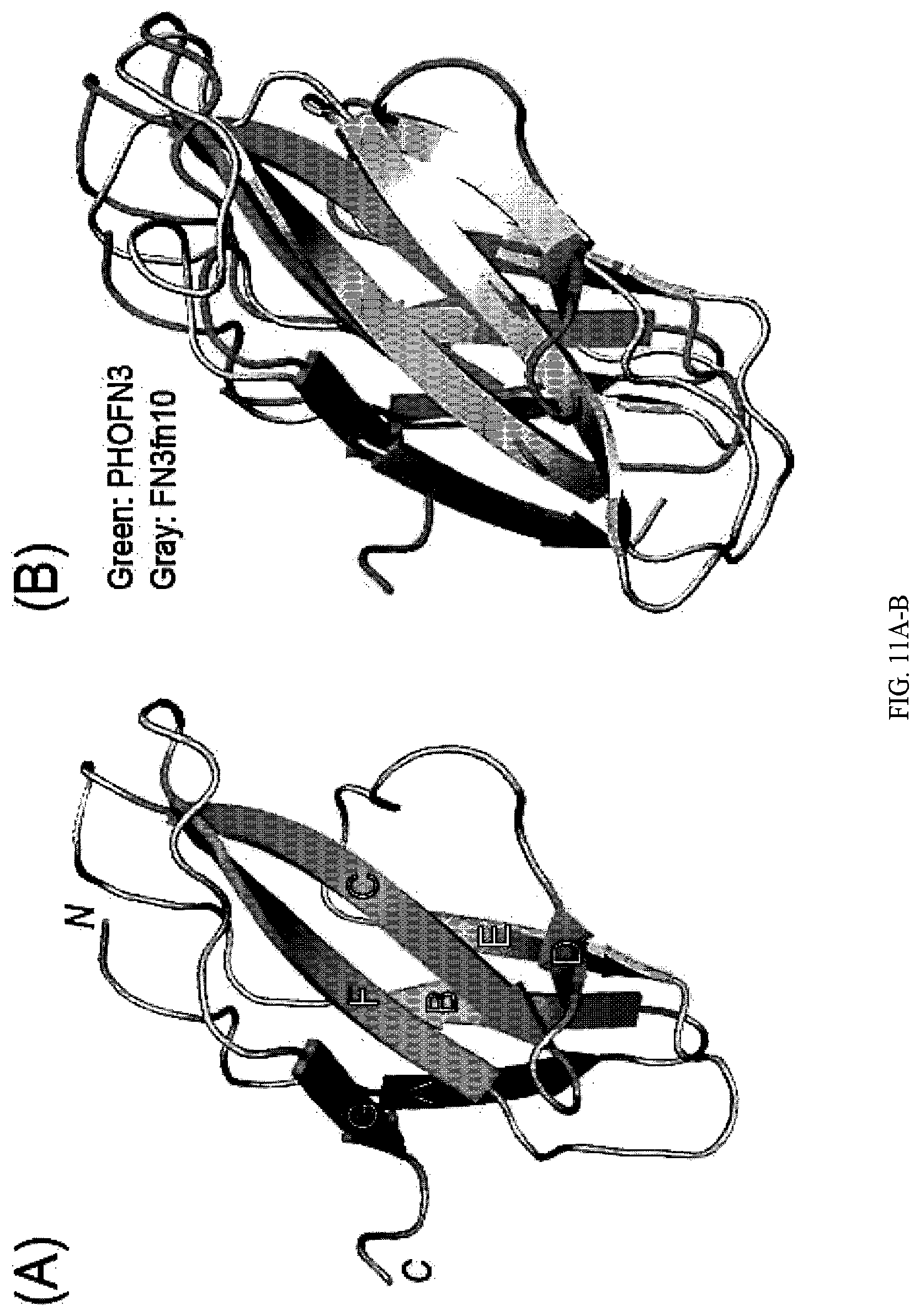 Patent US12312392 Figure 16 – Methods and composition involving thermophilic fibronectin type III (FN3) monobodies