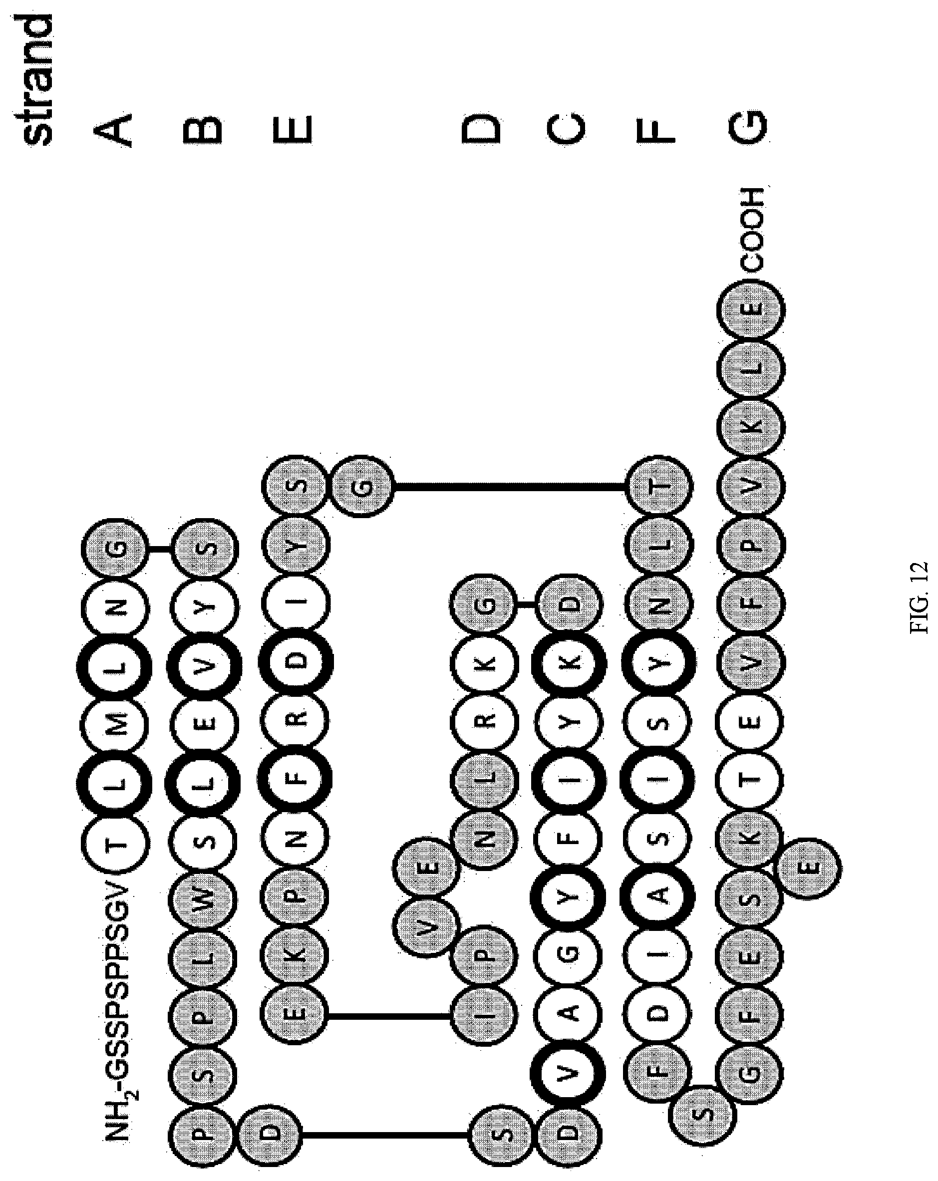 Patent US12312392 Figure 17 – Methods and composition involving thermophilic fibronectin type III (FN3) monobodies