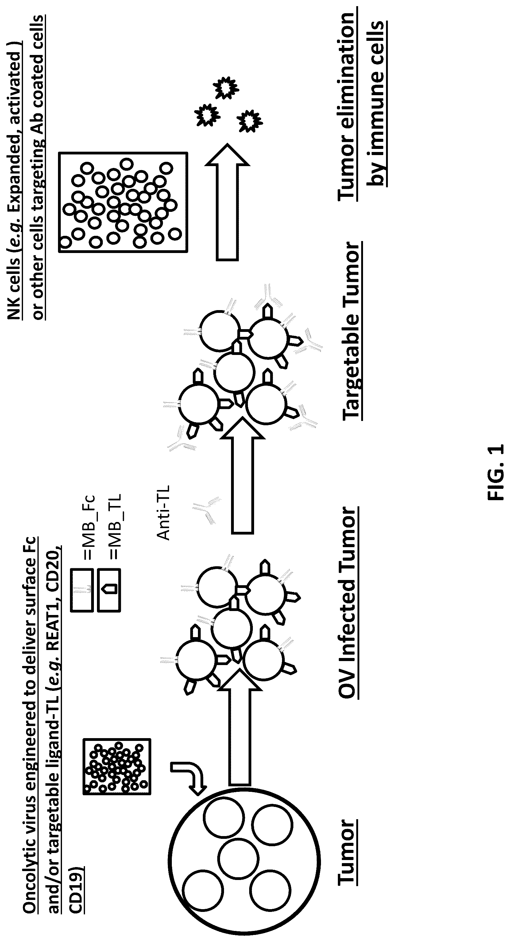 Patent US12312393 Figure 1 – Oncolytic viruses for sensitizing tumor cells to killing by natural killer cells