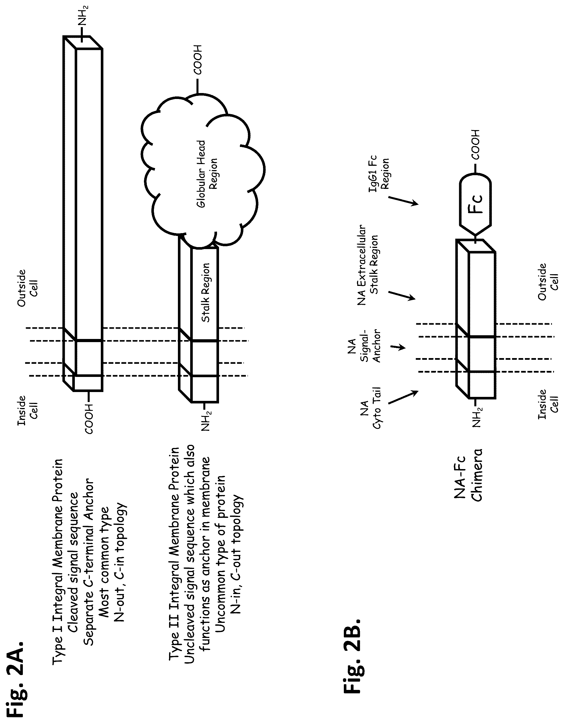 Patent US12312393 Figure 2 – Oncolytic viruses for sensitizing tumor cells to killing by natural killer cells