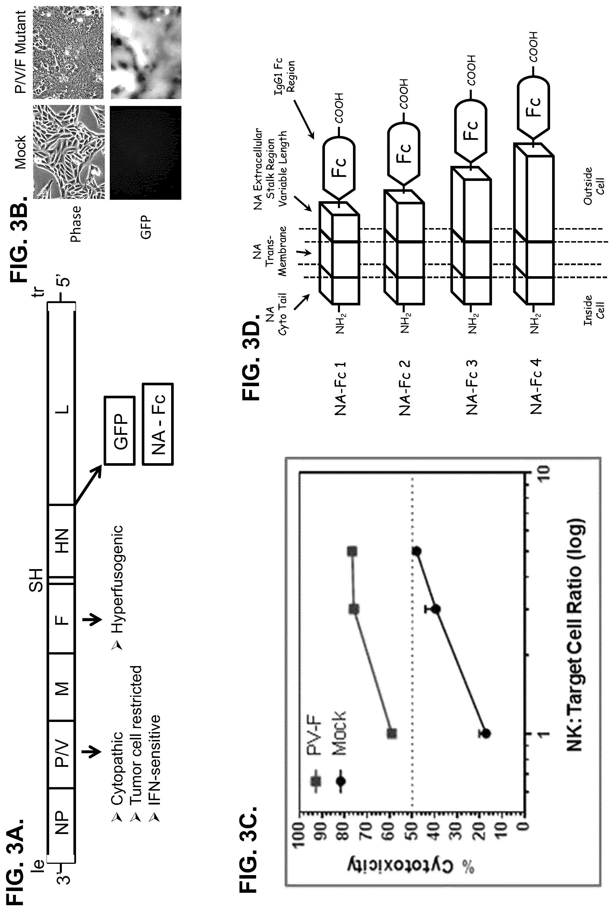 Patent US12312393 Figure 3 – Oncolytic viruses for sensitizing tumor cells to killing by natural killer cells