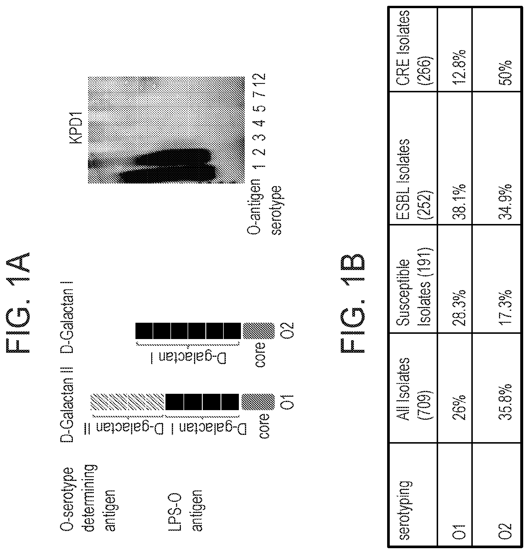 Patent US12312397 Figure 1 – Anti-O2 antibodies and uses thereof