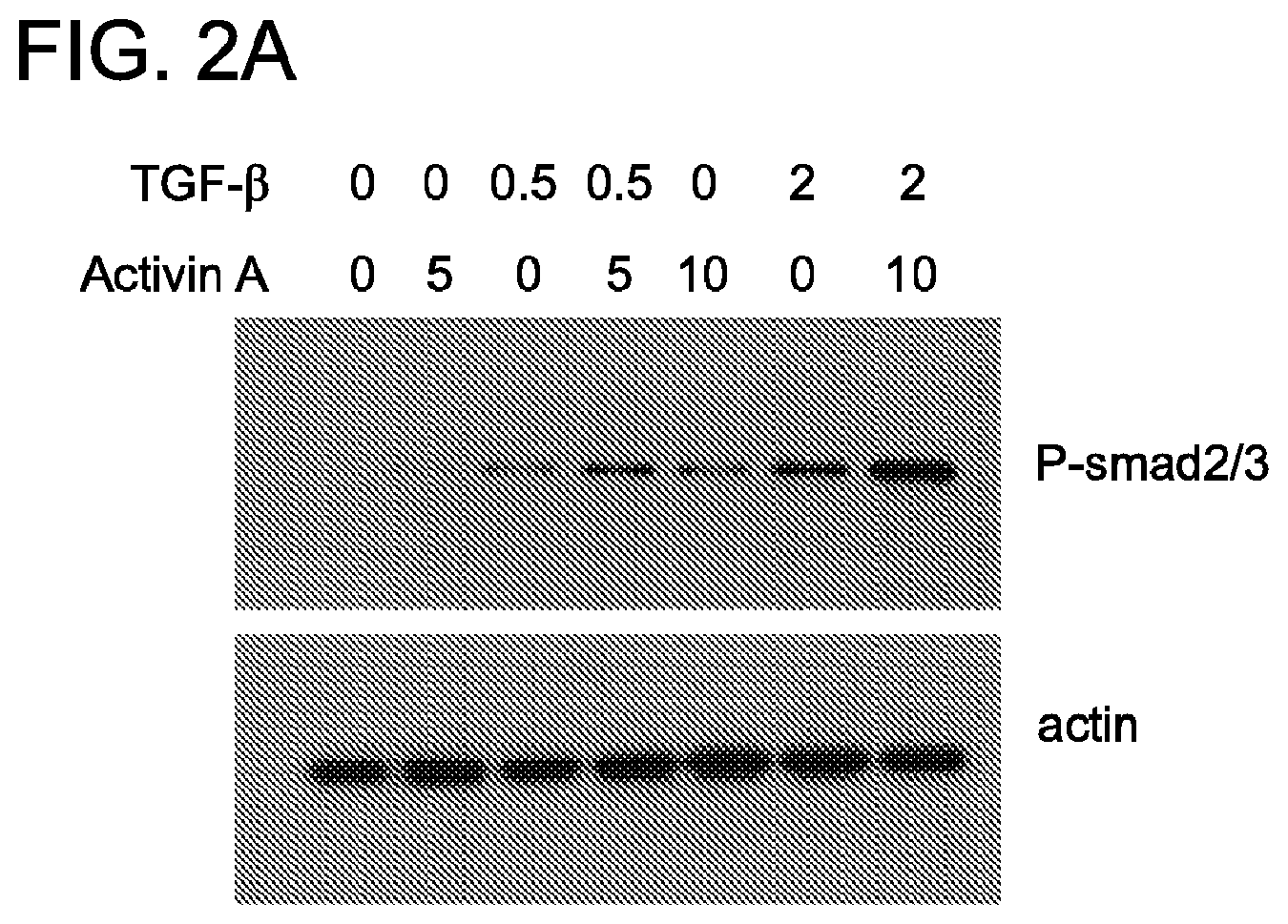Patent US12312398 Figure 2 – Compositions and methods for targeting activin signaling to treat cancer