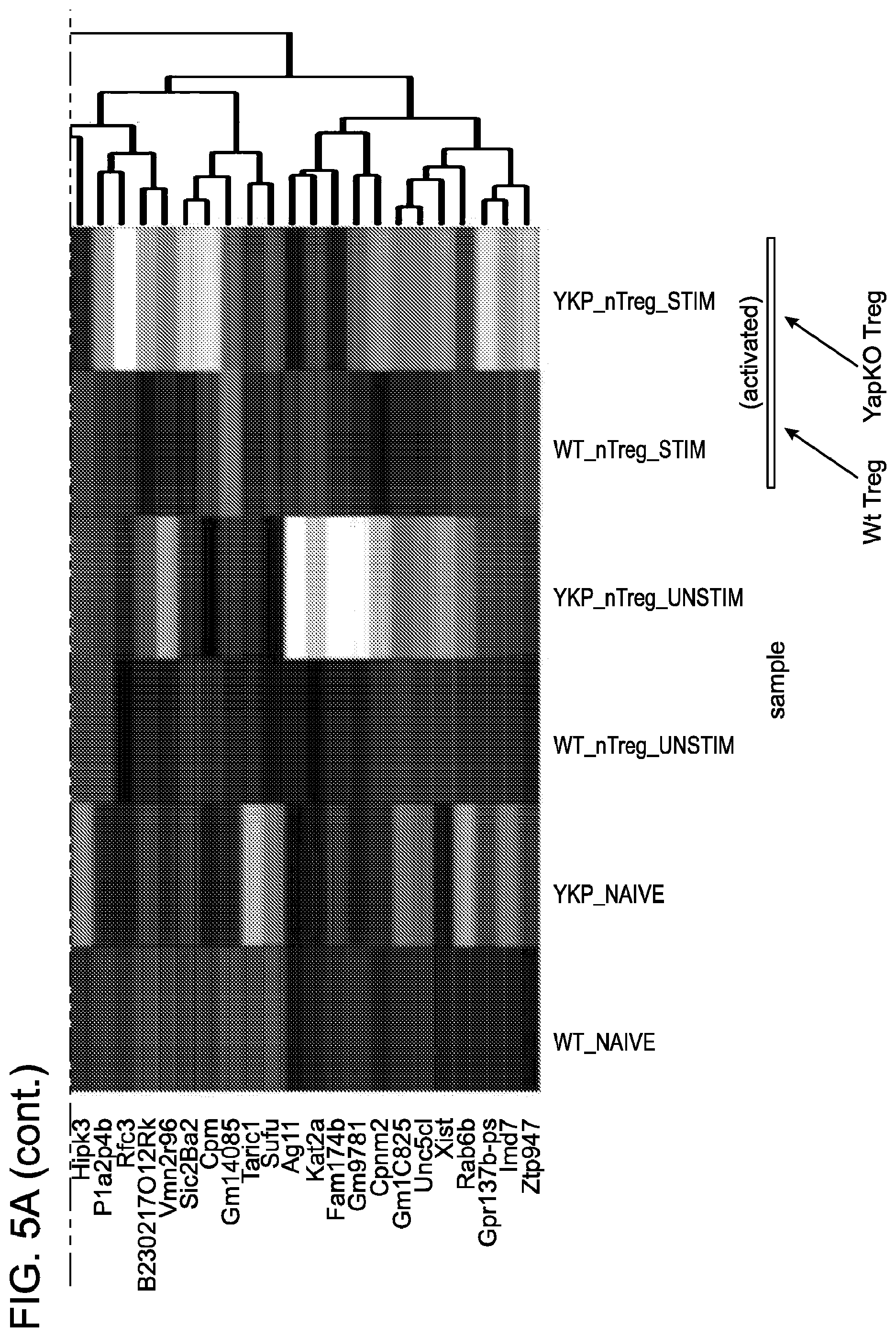 Patent US12312398 Figure 9 – Compositions and methods for targeting activin signaling to treat cancer