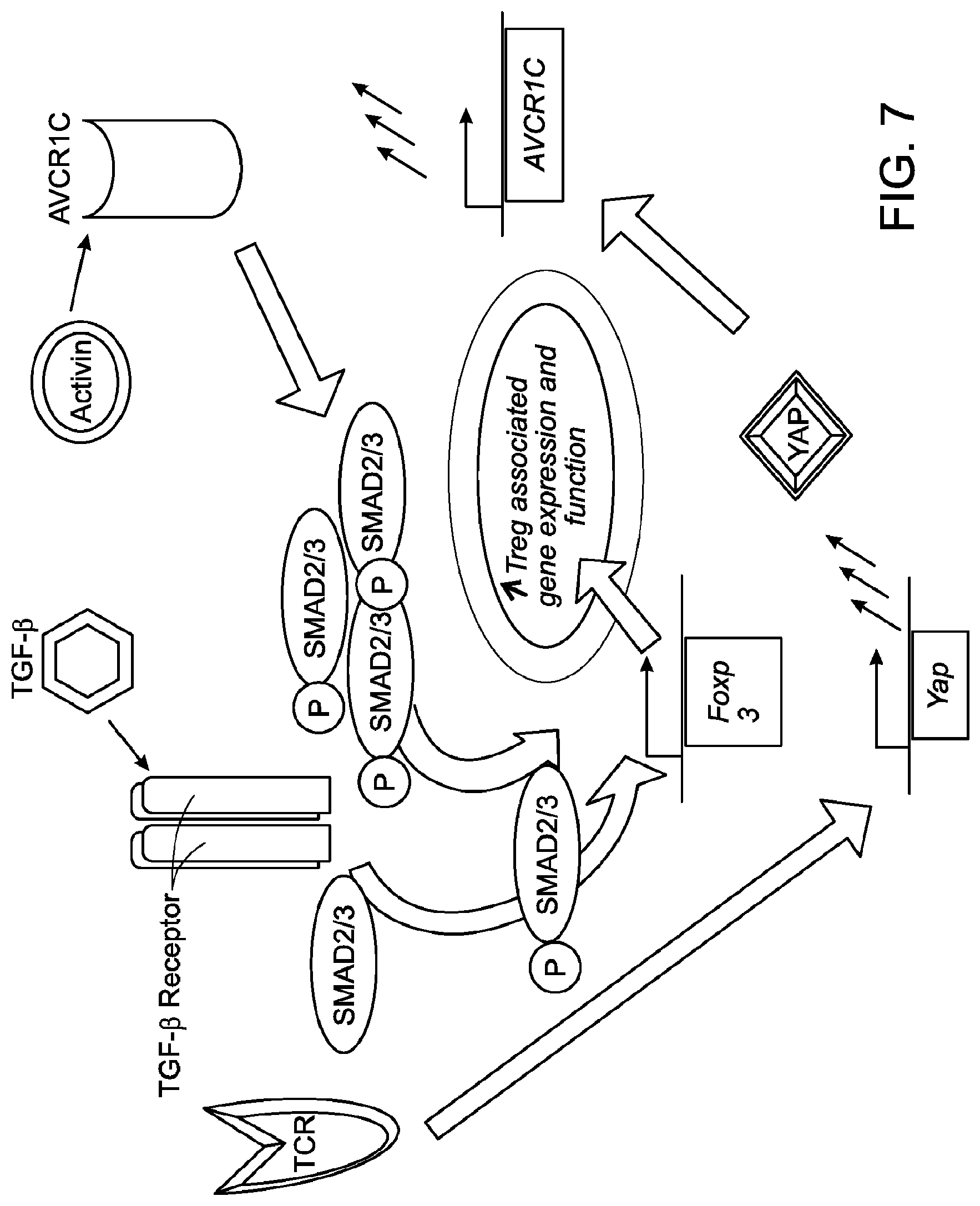Patent US12312398 Figure 12 – Compositions and methods for targeting activin signaling to treat cancer