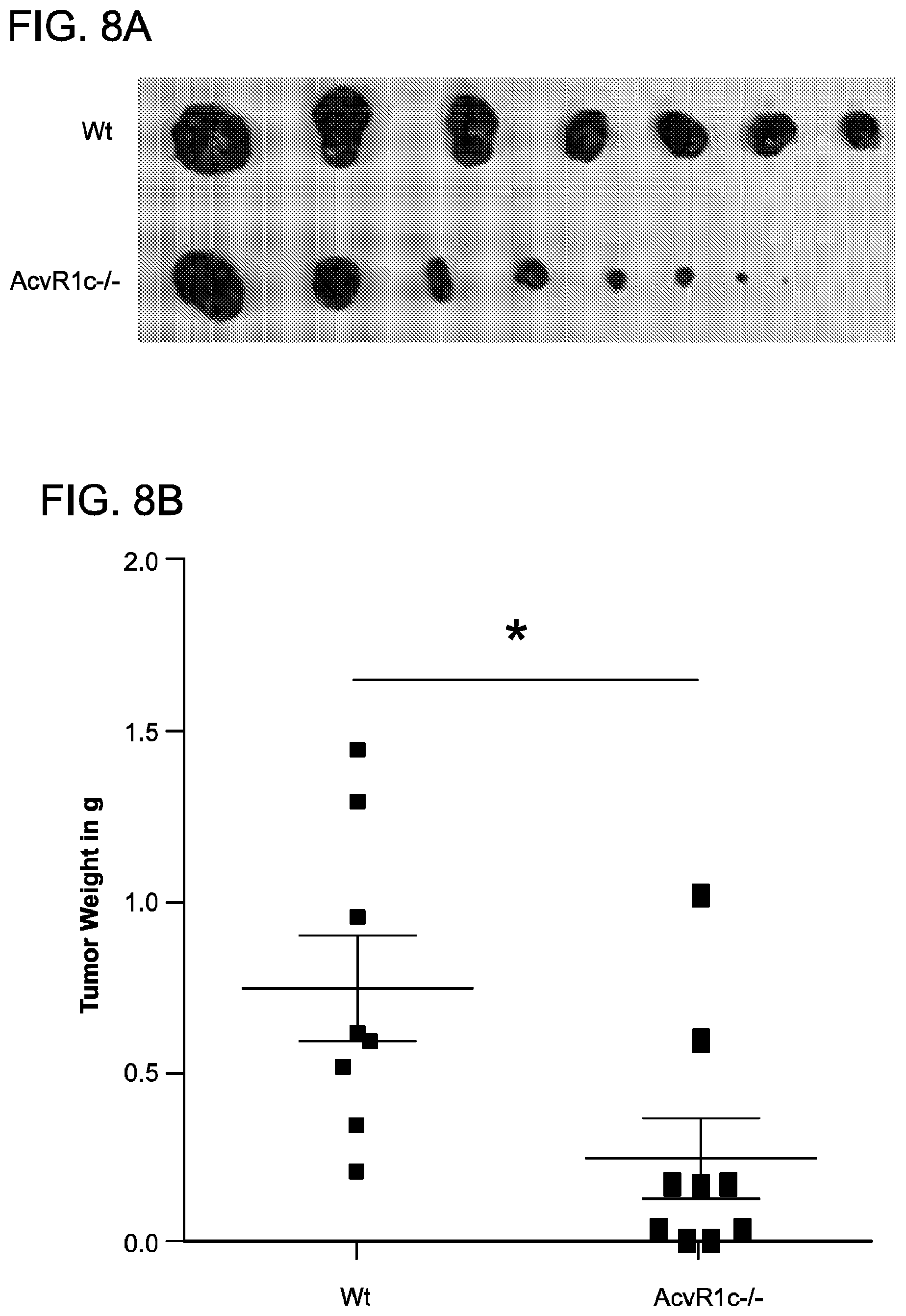 Patent US12312398 Figure 13 – Compositions and methods for targeting activin signaling to treat cancer