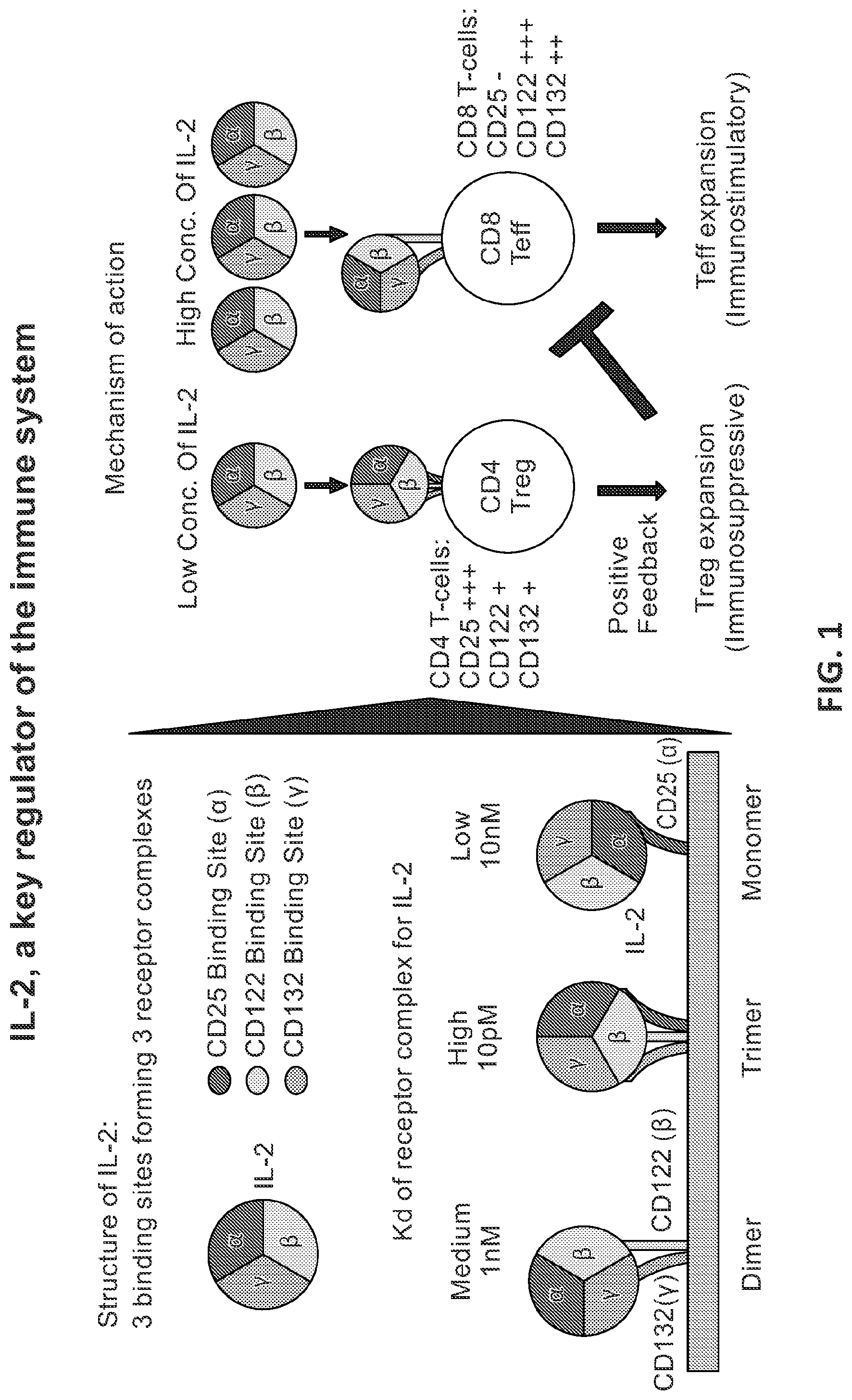 Patent US12312400 Figure 1 – Engineered anti-il-2 antibodies