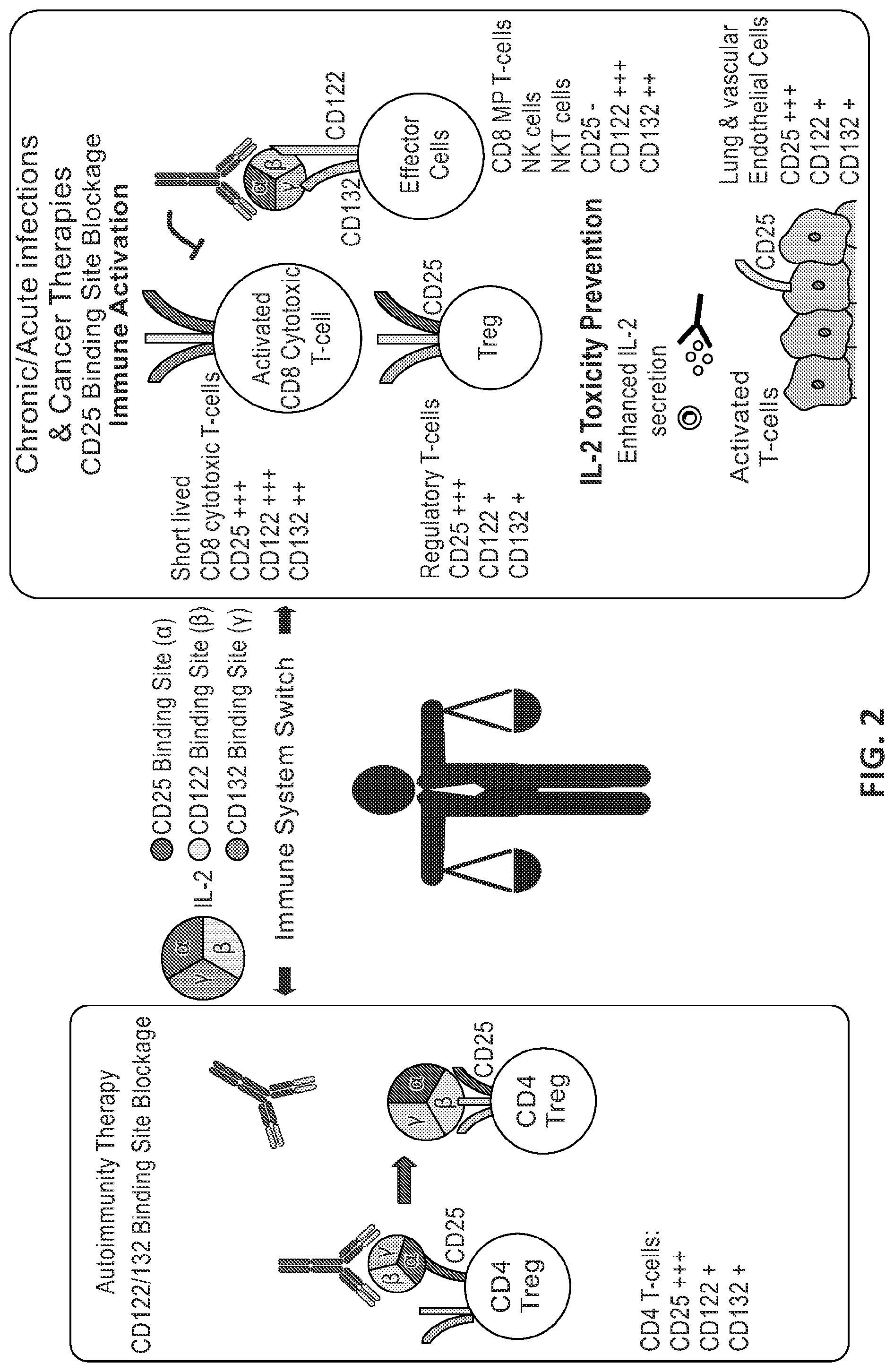 Patent US12312400 Figure 2 – Engineered anti-il-2 antibodies