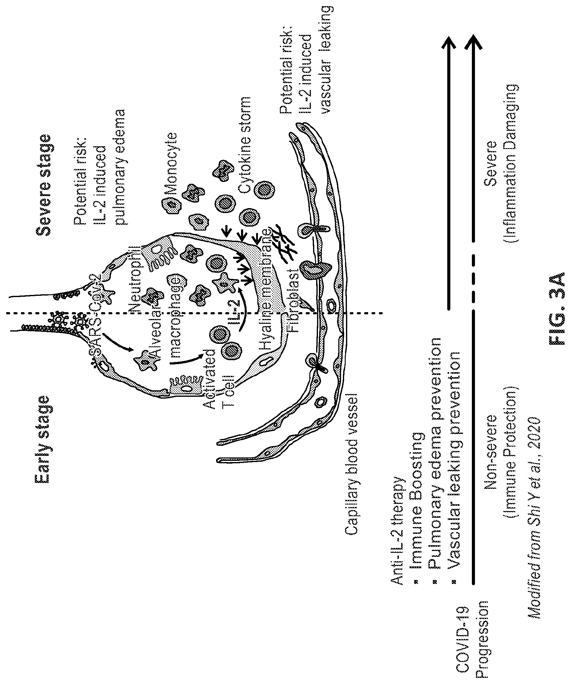 Patent US12312400 Figure 3 – Engineered anti-il-2 antibodies