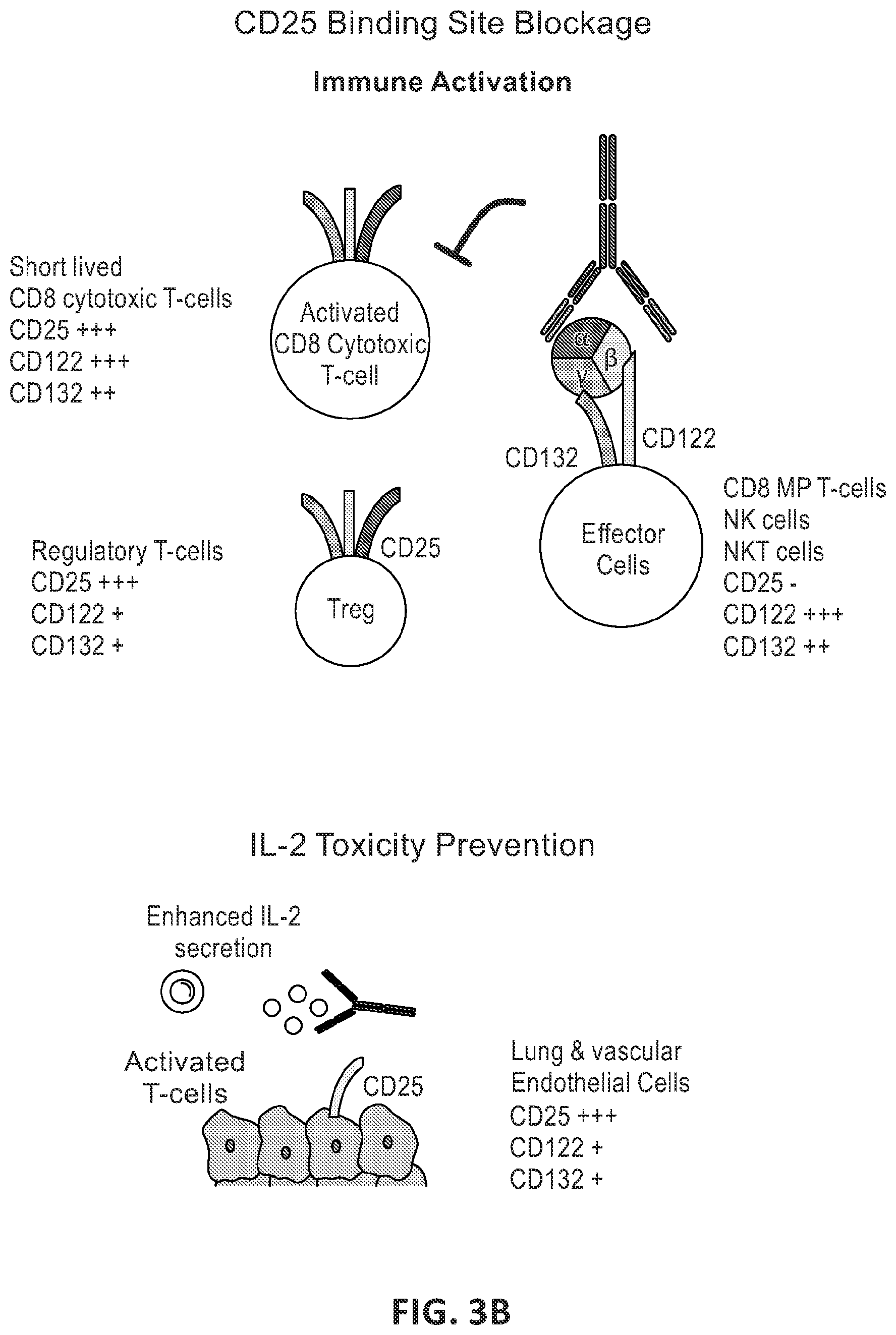 Patent US12312400 Figure 4 – Engineered anti-il-2 antibodies