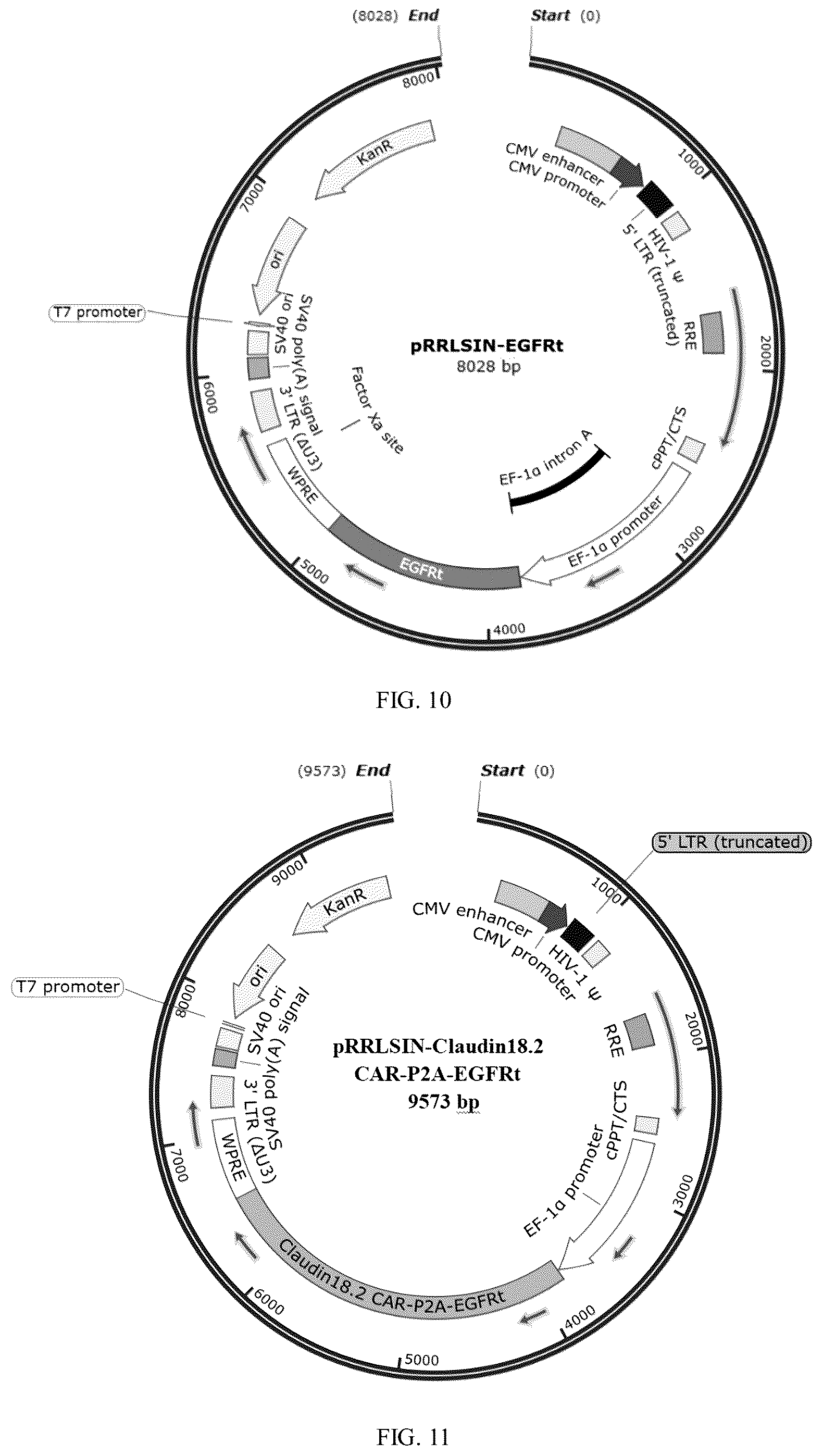 Patent US12312402 Figure 6 – Antibody or chimeric antigen receptor which targets Claudin 18.2