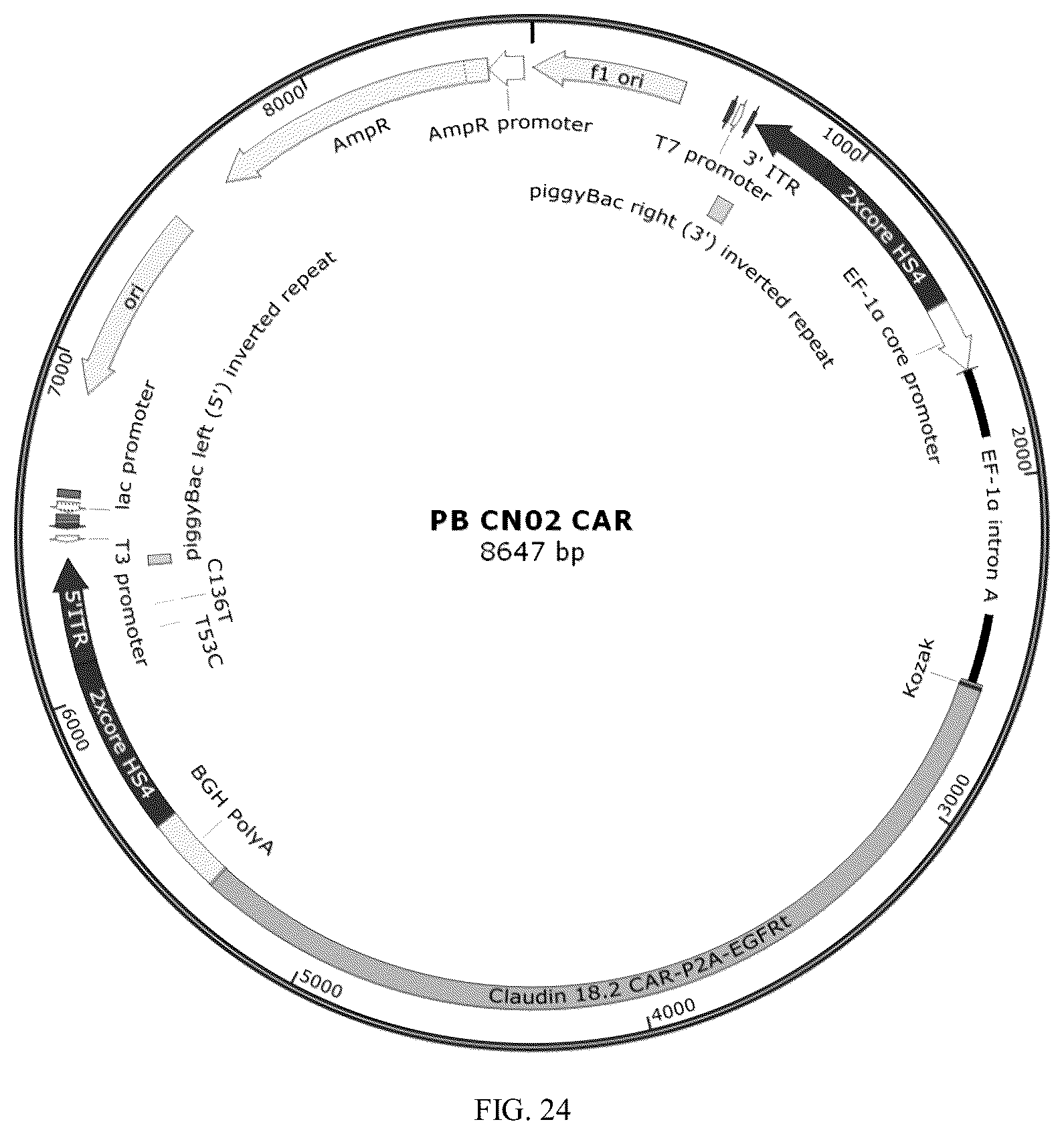 Patent US12312402 Figure 11 – Antibody or chimeric antigen receptor which targets Claudin 18.2