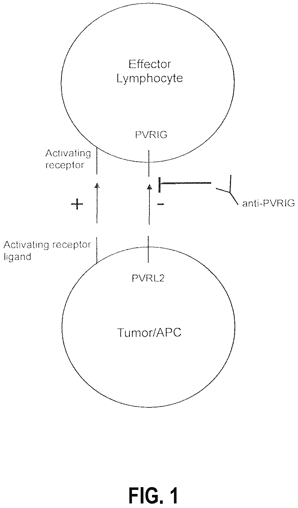 Patent US12312404 Figure 1 – Anti-PVRIG antibodies and methods of use