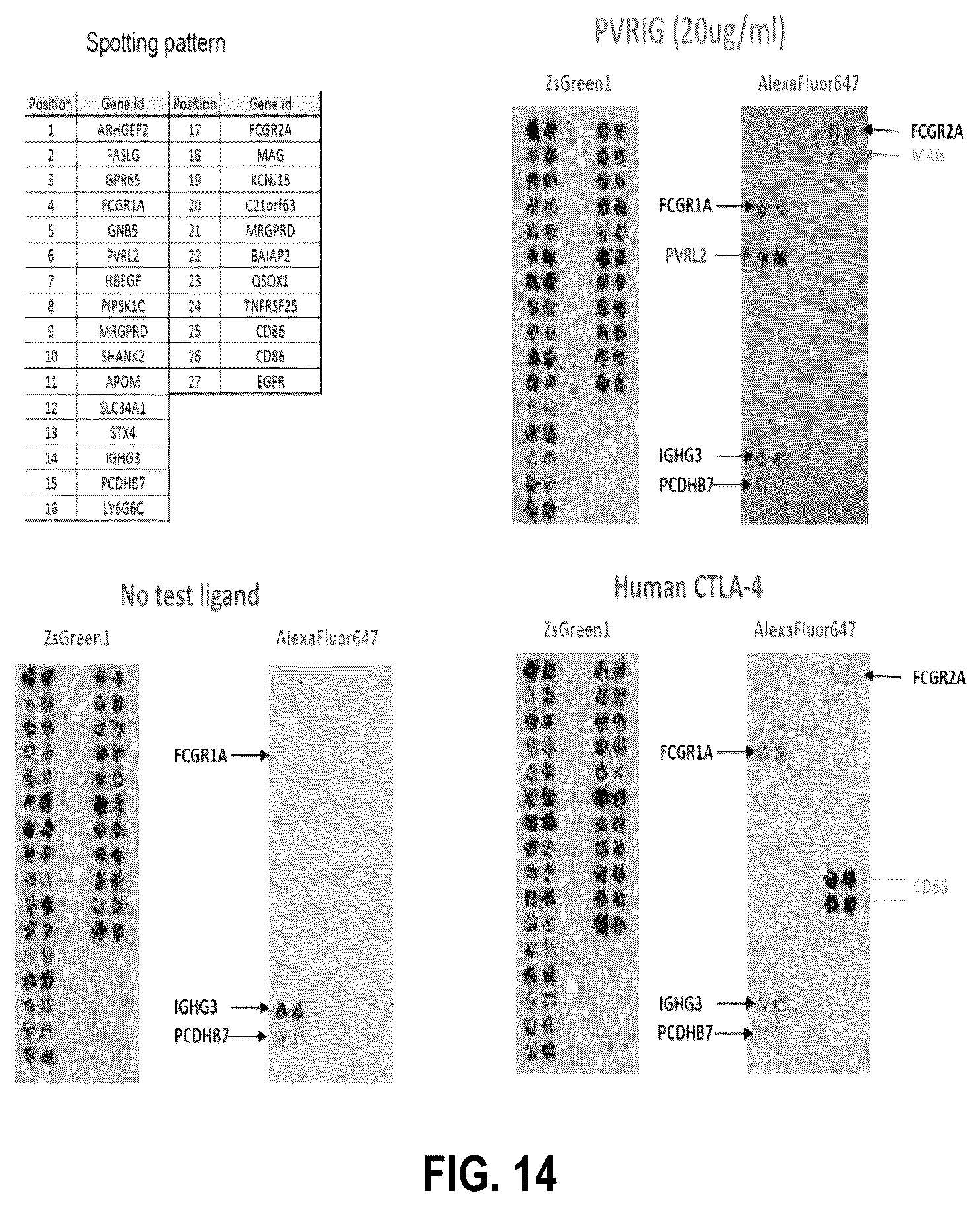 Patent US12312404 Figure 15 – Anti-PVRIG antibodies and methods of use
