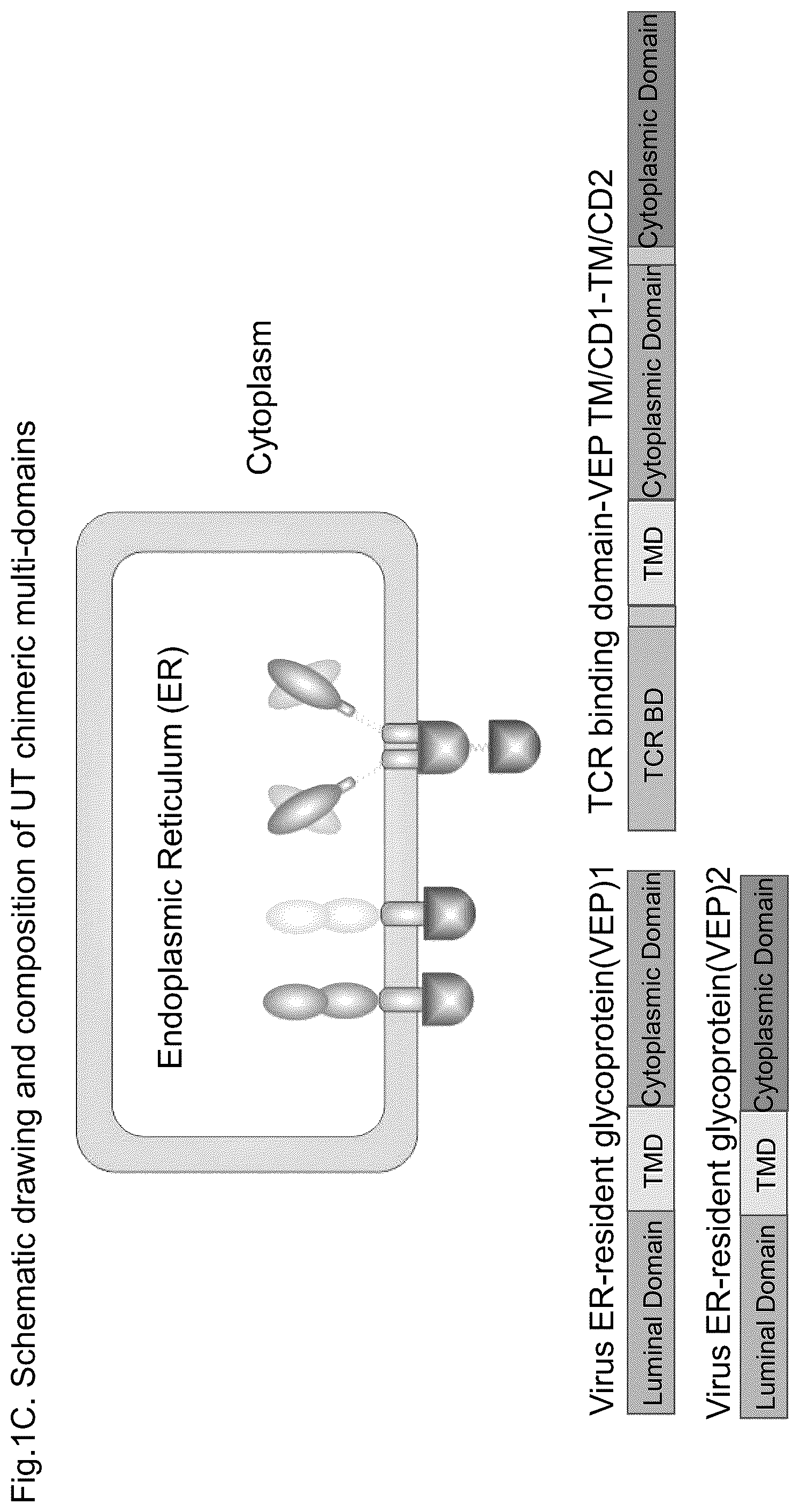 Patent US12312407 Figure 3 – Universal T cells and the method of use thereof