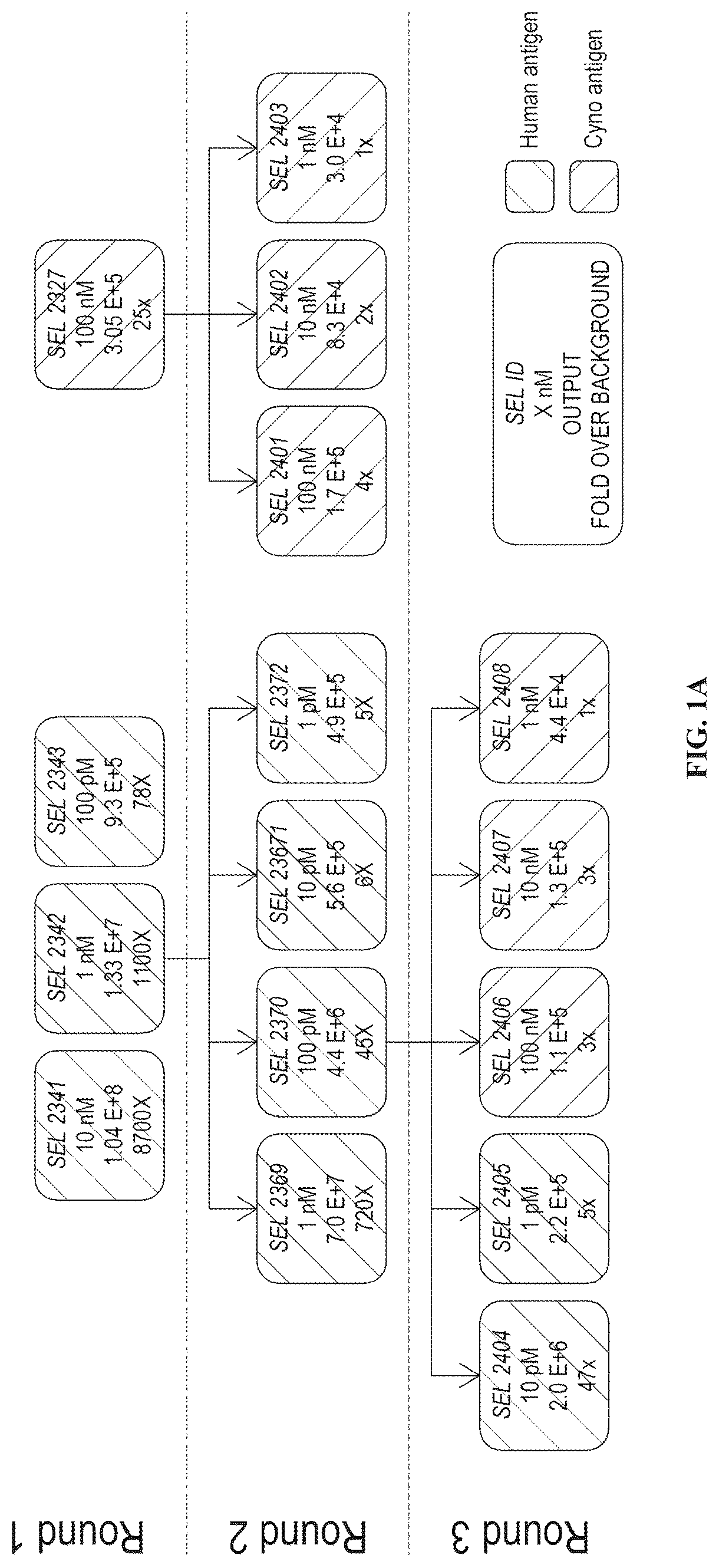 Patent US12312408 — Multispecific anti-TCR delta variable 1 antibodies — Figure 1