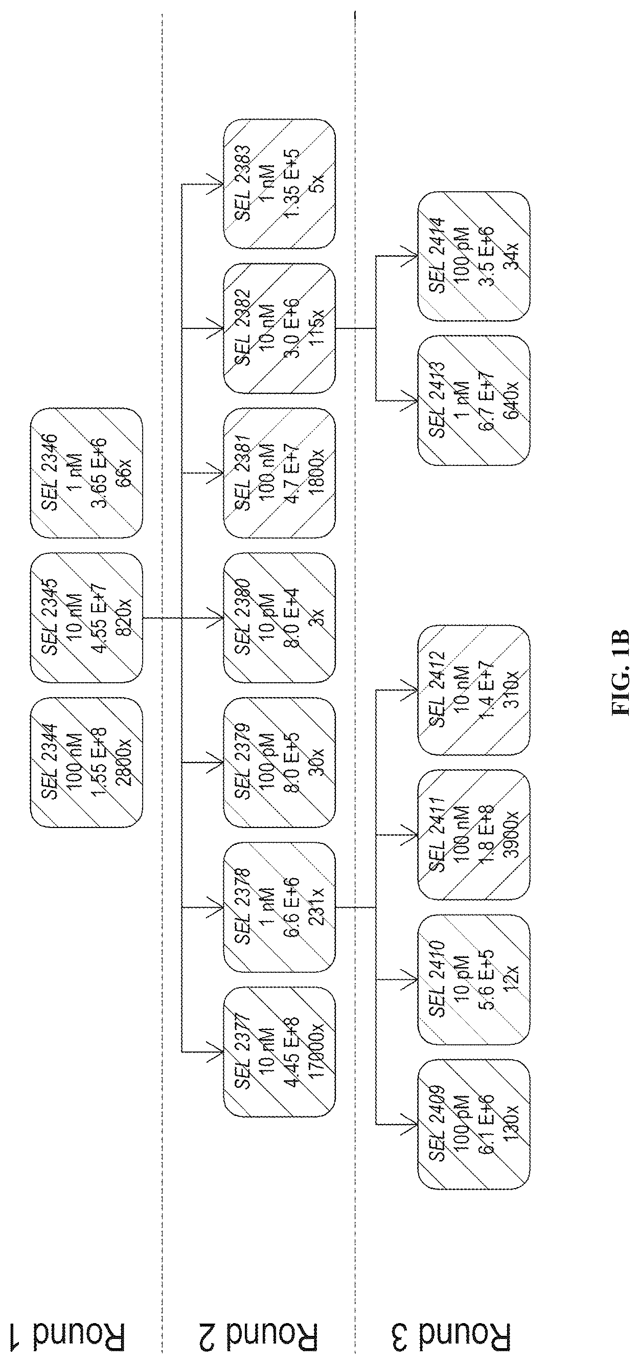 Patent US12312408 Figure 2 – Multispecific anti-TCR delta variable 1 antibodies