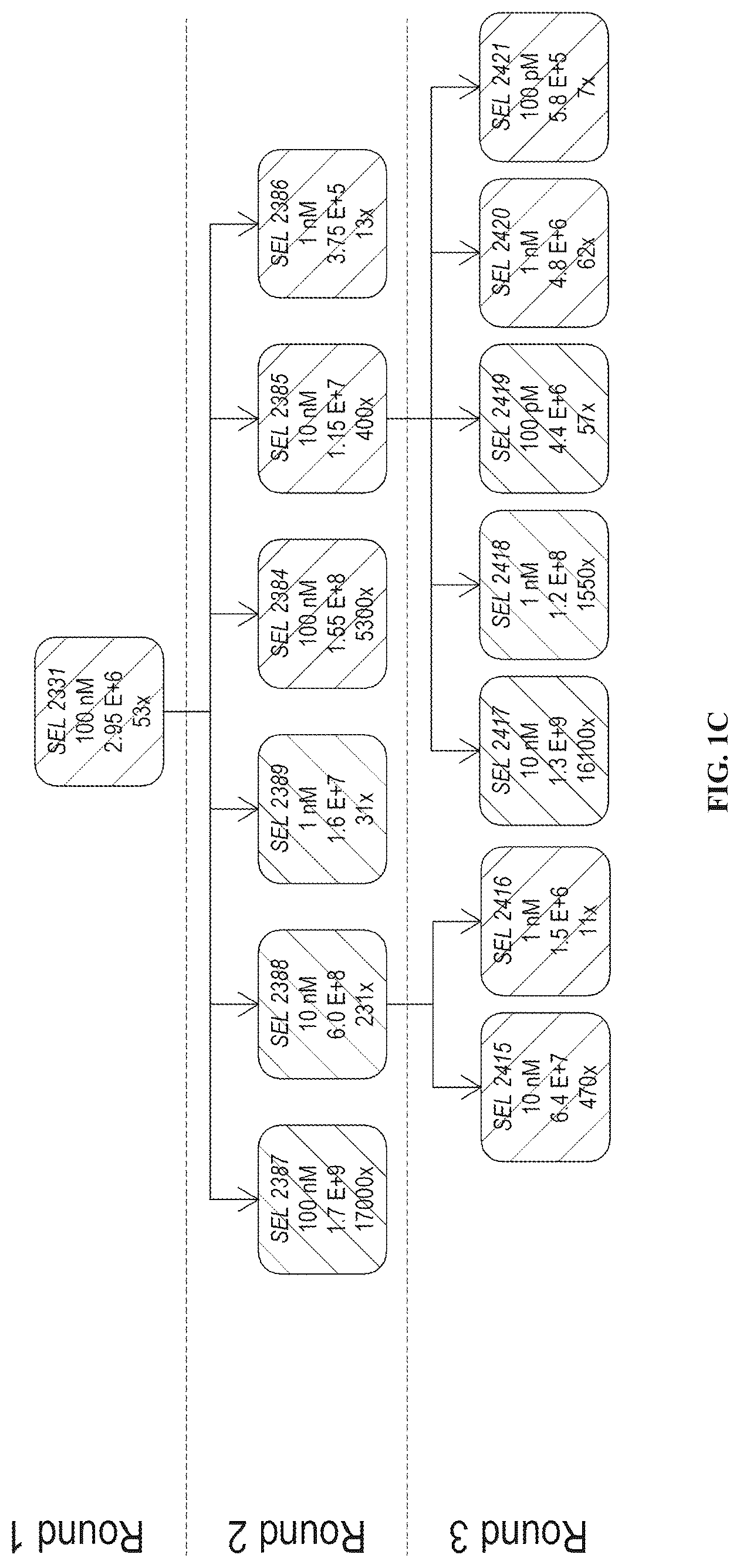 Patent US12312408 Figure 3 – Multispecific anti-TCR delta variable 1 antibodies