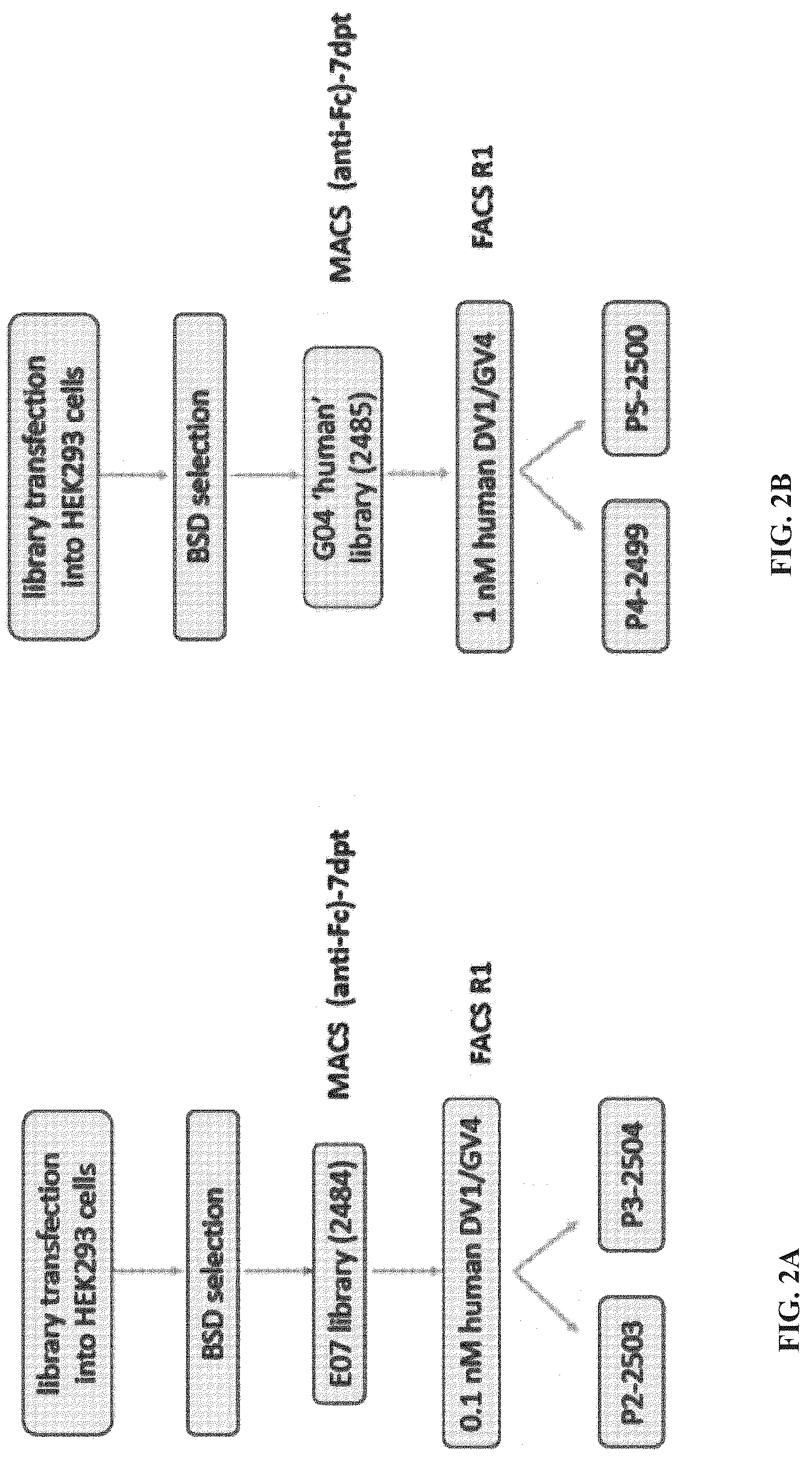 Patent US12312408 Figure 4 – Multispecific anti-TCR delta variable 1 antibodies