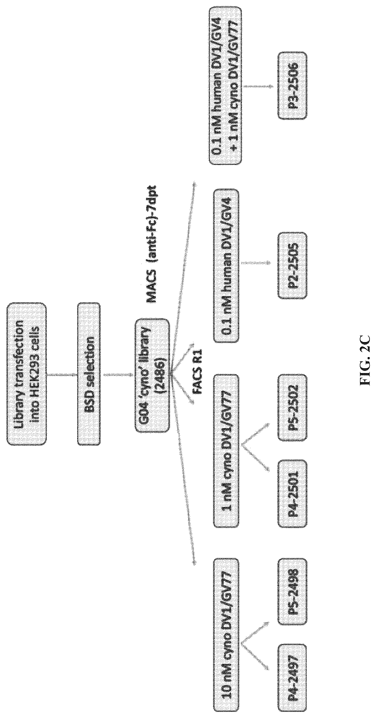 Patent US12312408 Figure 5 – Multispecific anti-TCR delta variable 1 antibodies