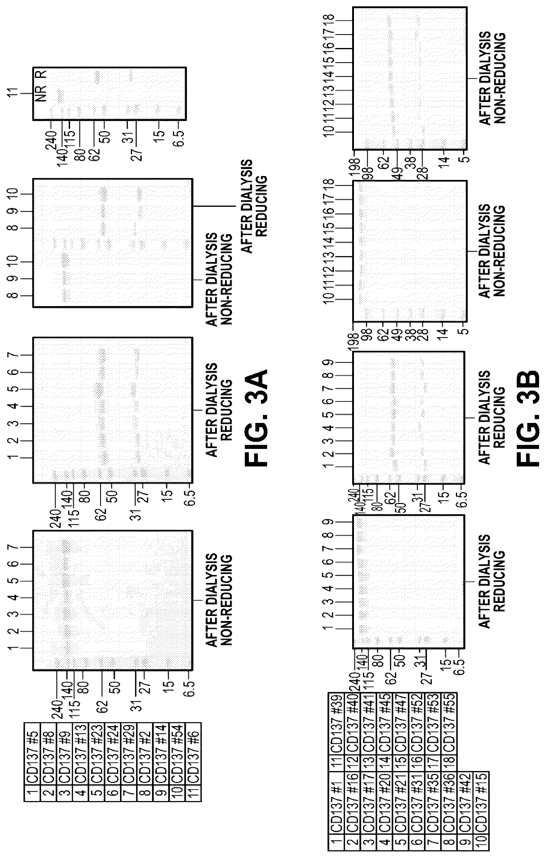 Patent US12312409 Figure 5 – Bispecific CD137-binding antibodies for T-cell activation