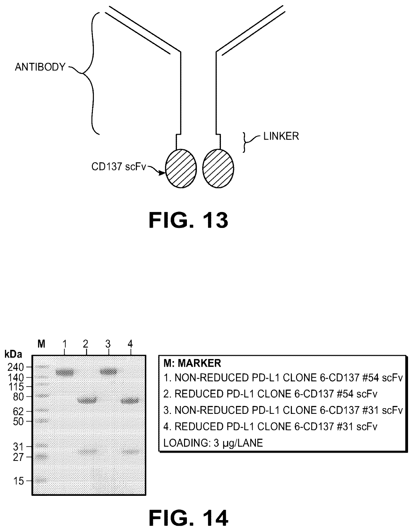 Patent US12312409 Figure 17 – Bispecific CD137-binding antibodies for T-cell activation