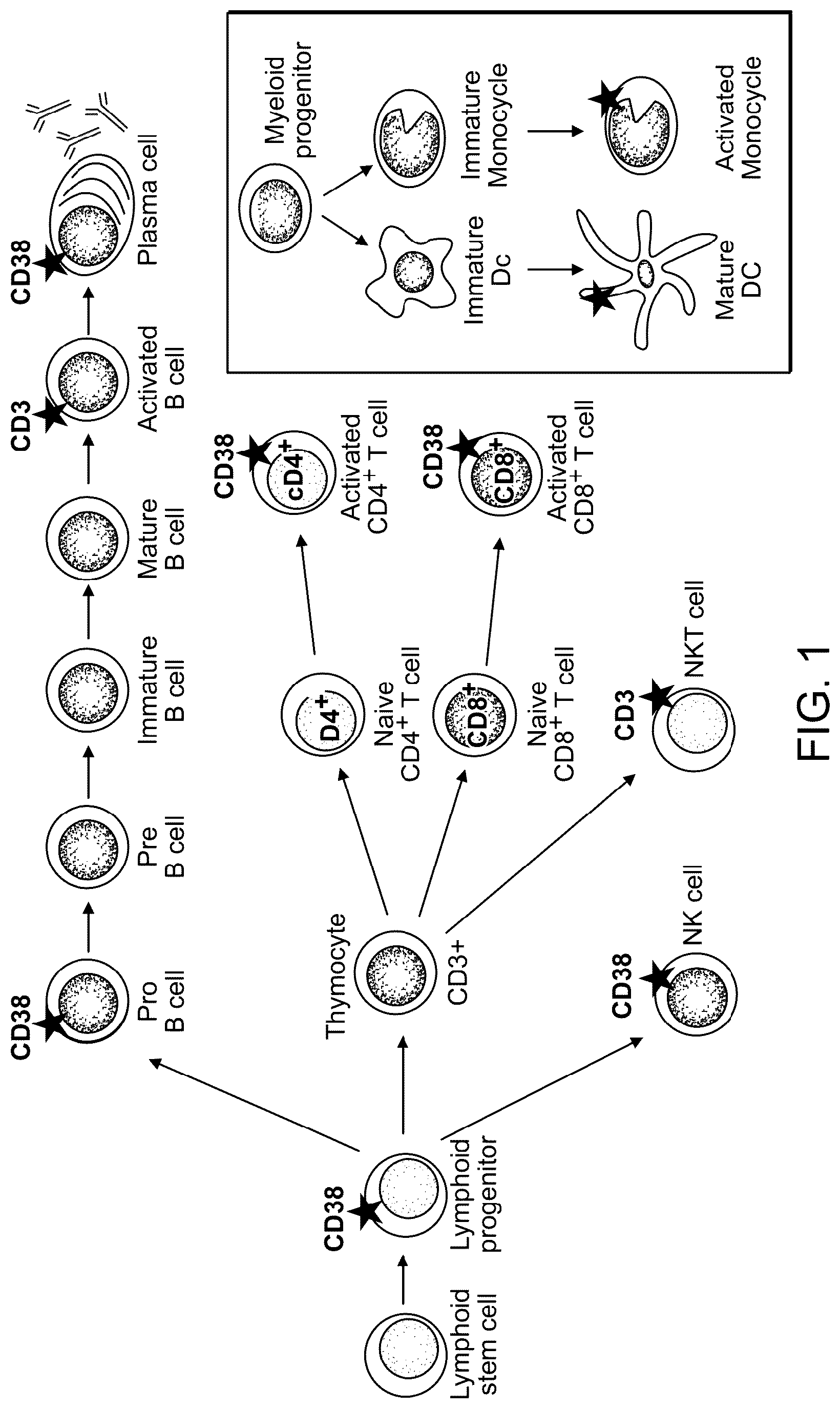 Patent US12312411 Figure 1 – Anti-CD38 binding domains