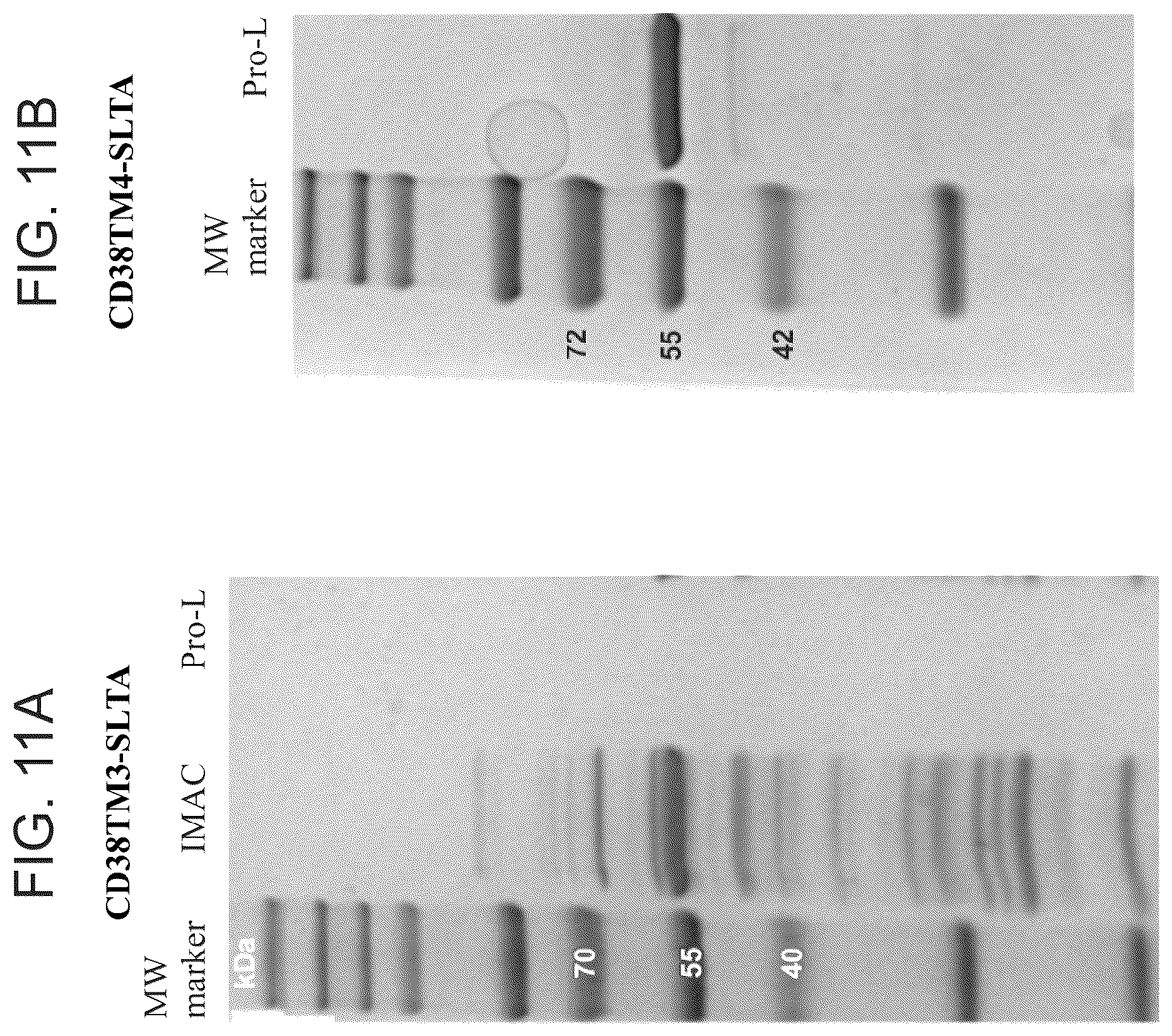 Patent US12312411 Figure 19 – Anti-CD38 binding domains