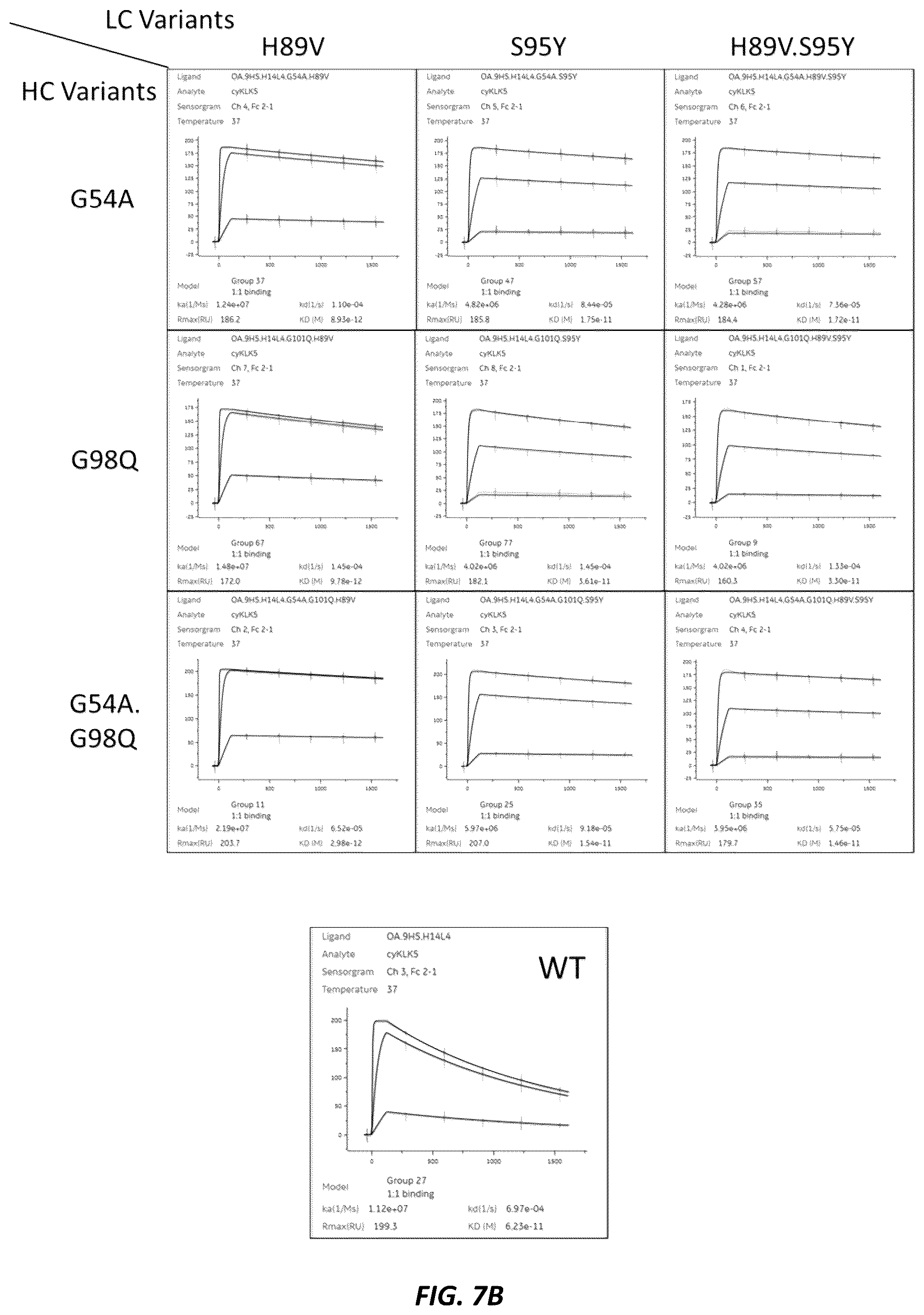 Patent US12312414 Figure 11 – Anti-KLK7 antibodies, anti-KLK5 antibodies, multispecific anti-KLK5/KLK7 antibodies, and methods of use
