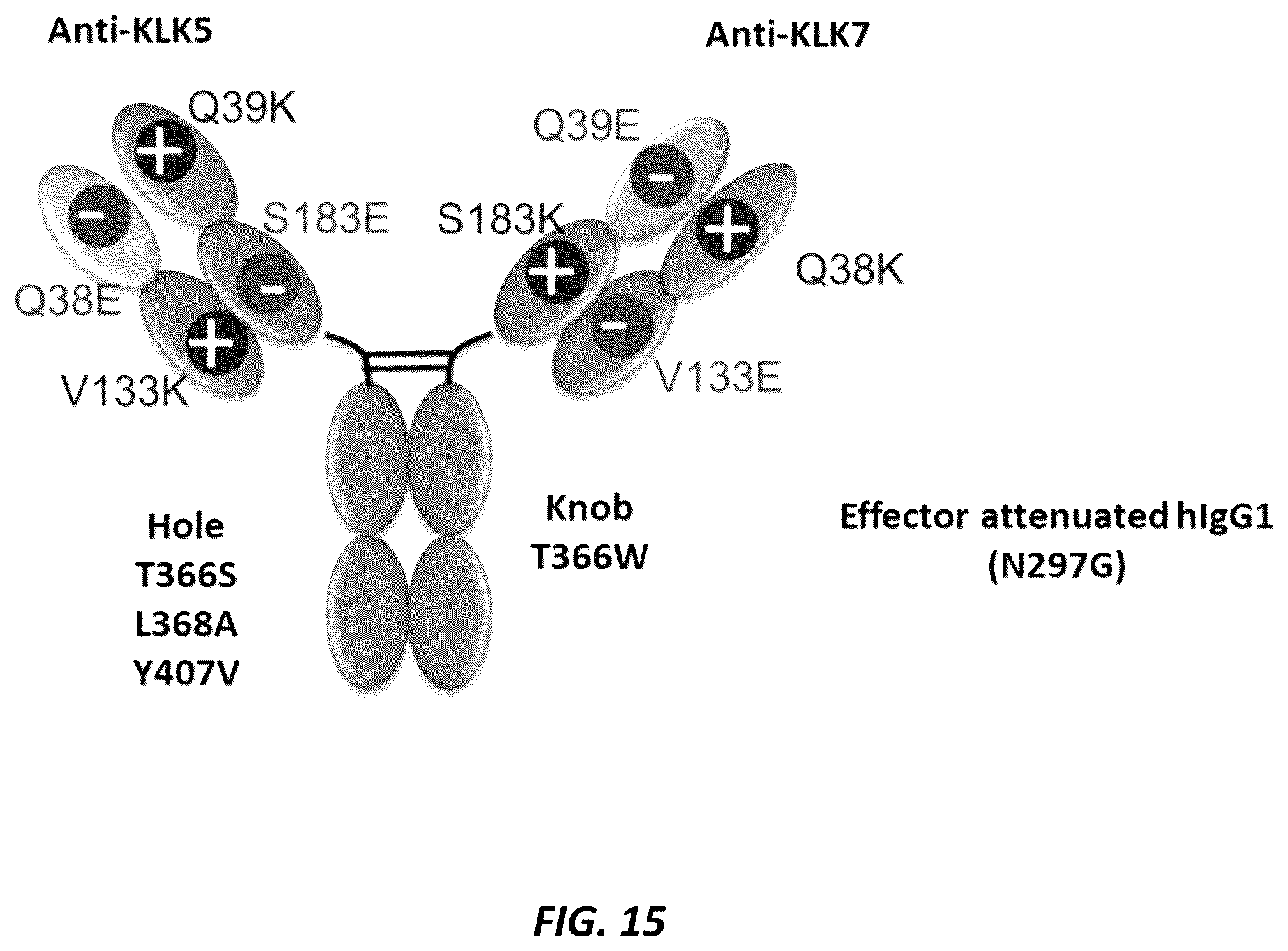 Patent US12312414 Figure 19 – Anti-KLK7 antibodies, anti-KLK5 antibodies, multispecific anti-KLK5/KLK7 antibodies, and methods of use
