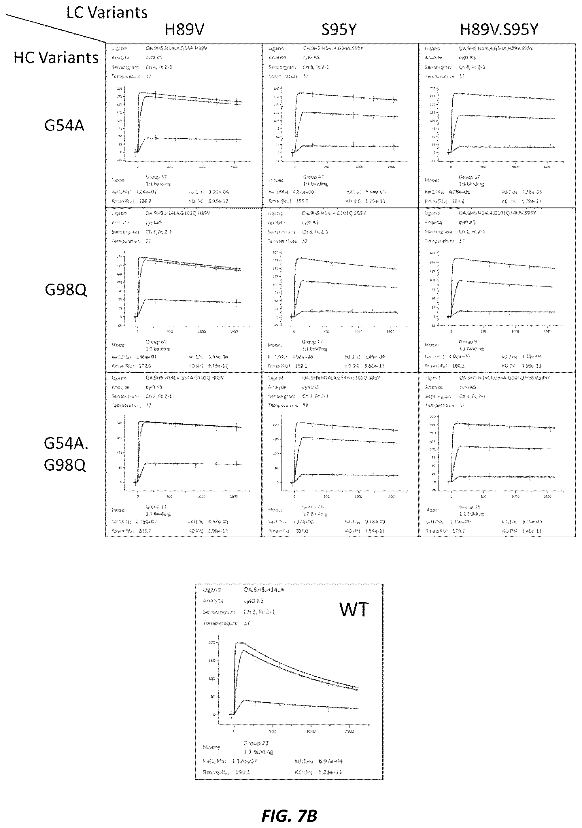 Patent US12312415 Figure 11 – Anti-KLK7 antibodies, anti-KLK5 antibodies, multispecific anti-KLK5/KLK7 antibodies, and methods of use