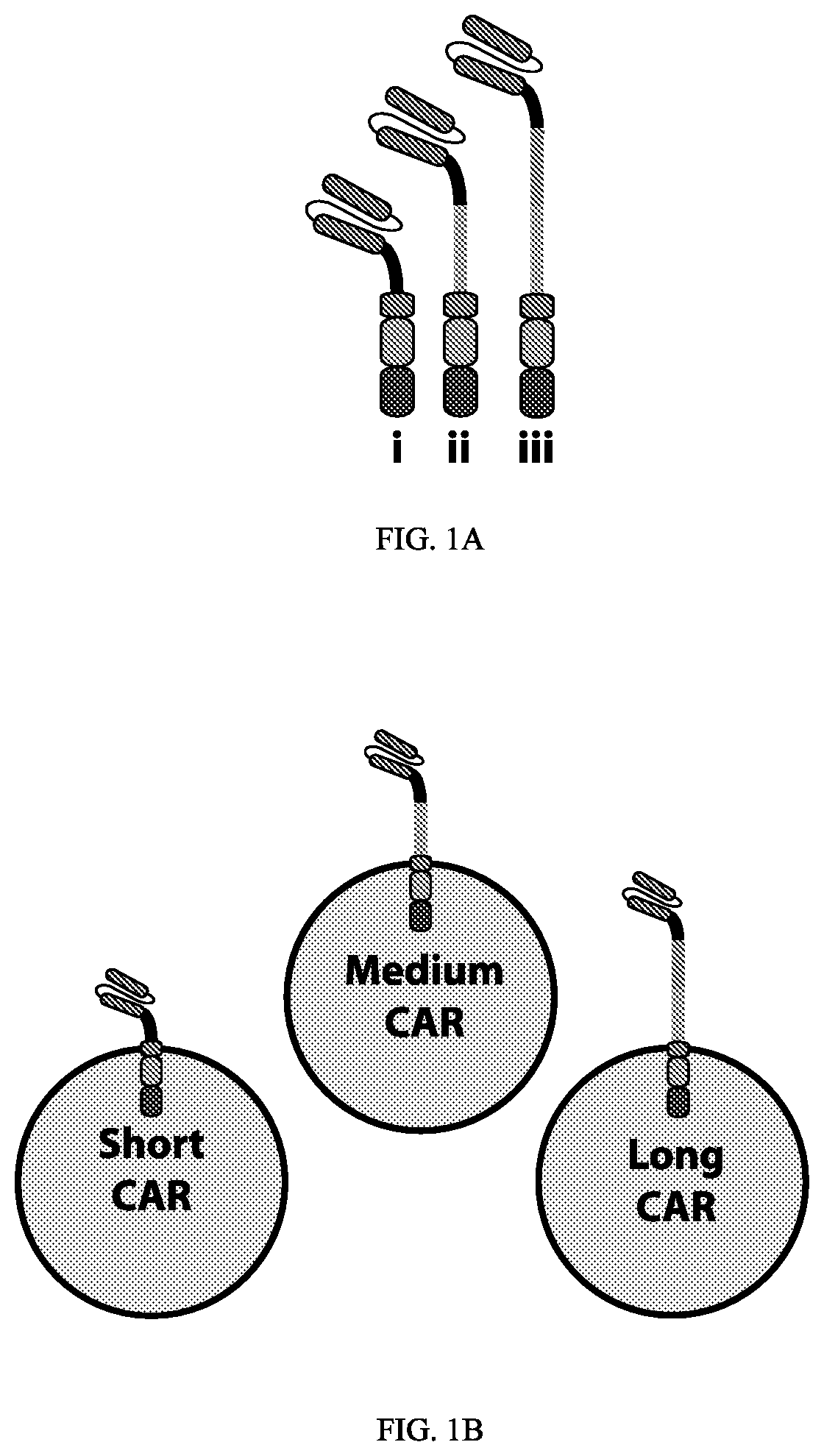 Patent US12312416 — Fluorescein-specific cars exhibiting optimal t cell function against FL-PLE labelled tumors — Figure 1