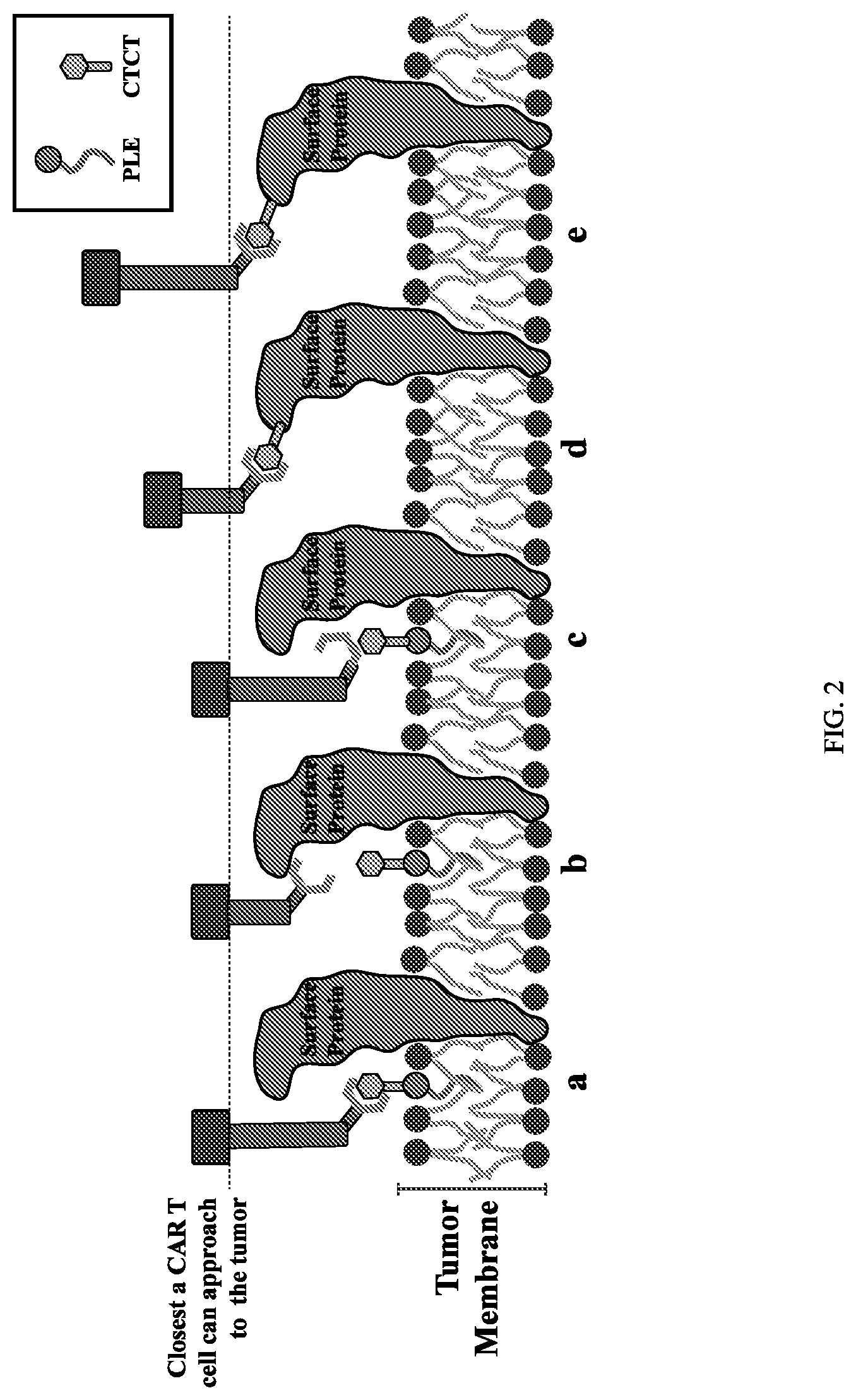 Patent US12312416 Figure 2 – Fluorescein-specific cars exhibiting optimal t cell function against FL-PLE labelled tumors