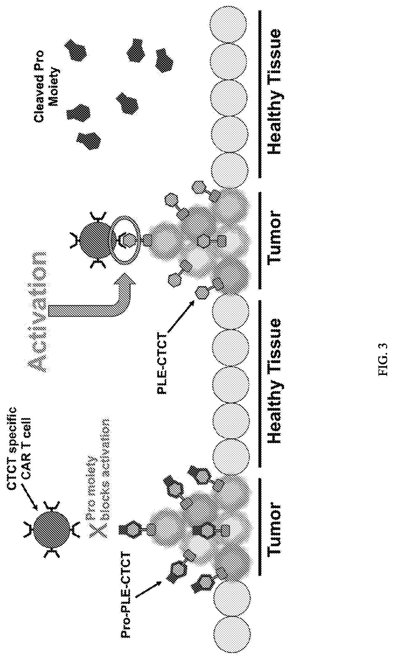 Patent US12312416 Figure 3 – Fluorescein-specific cars exhibiting optimal t cell function against FL-PLE labelled tumors