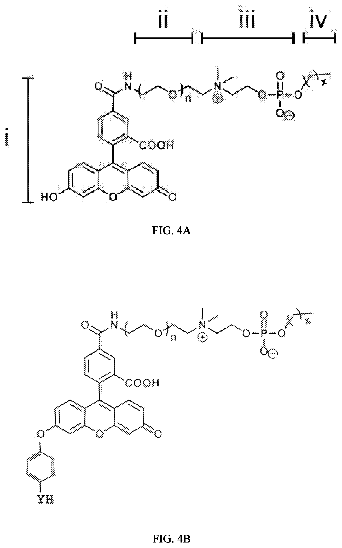 Patent US12312416 Figure 4 – Fluorescein-specific cars exhibiting optimal t cell function against FL-PLE labelled tumors