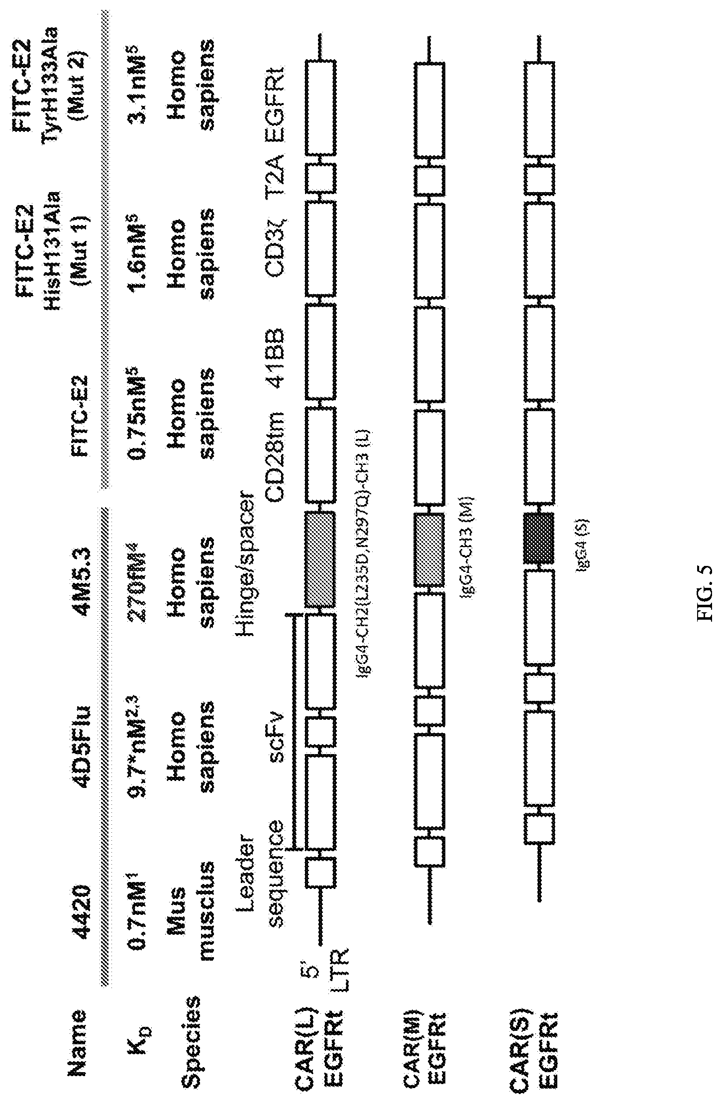 Patent US12312416 Figure 5 – Fluorescein-specific cars exhibiting optimal t cell function against FL-PLE labelled tumors